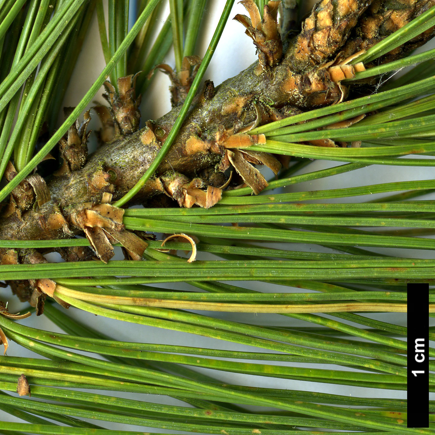 High resolution image: Family: Pinaceae - Genus: Pinus - Taxon: maximartinezii