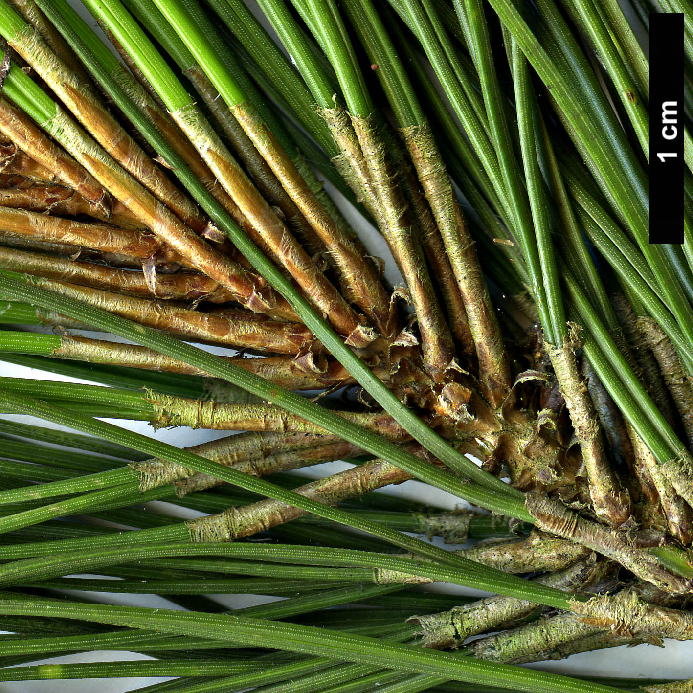 High resolution image: Family: Pinaceae - Genus: Pinus - Taxon: merkusii