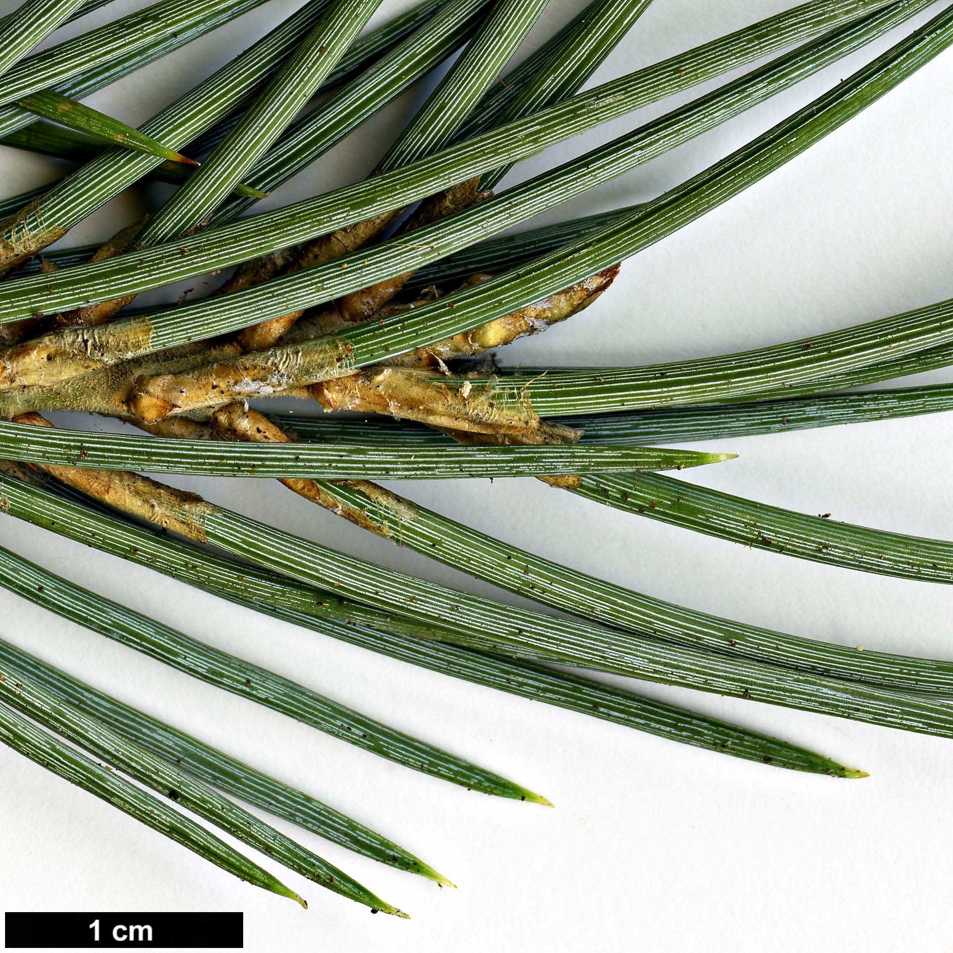 High resolution image: Family: Pinaceae - Genus: Pinus - Taxon: monophylla