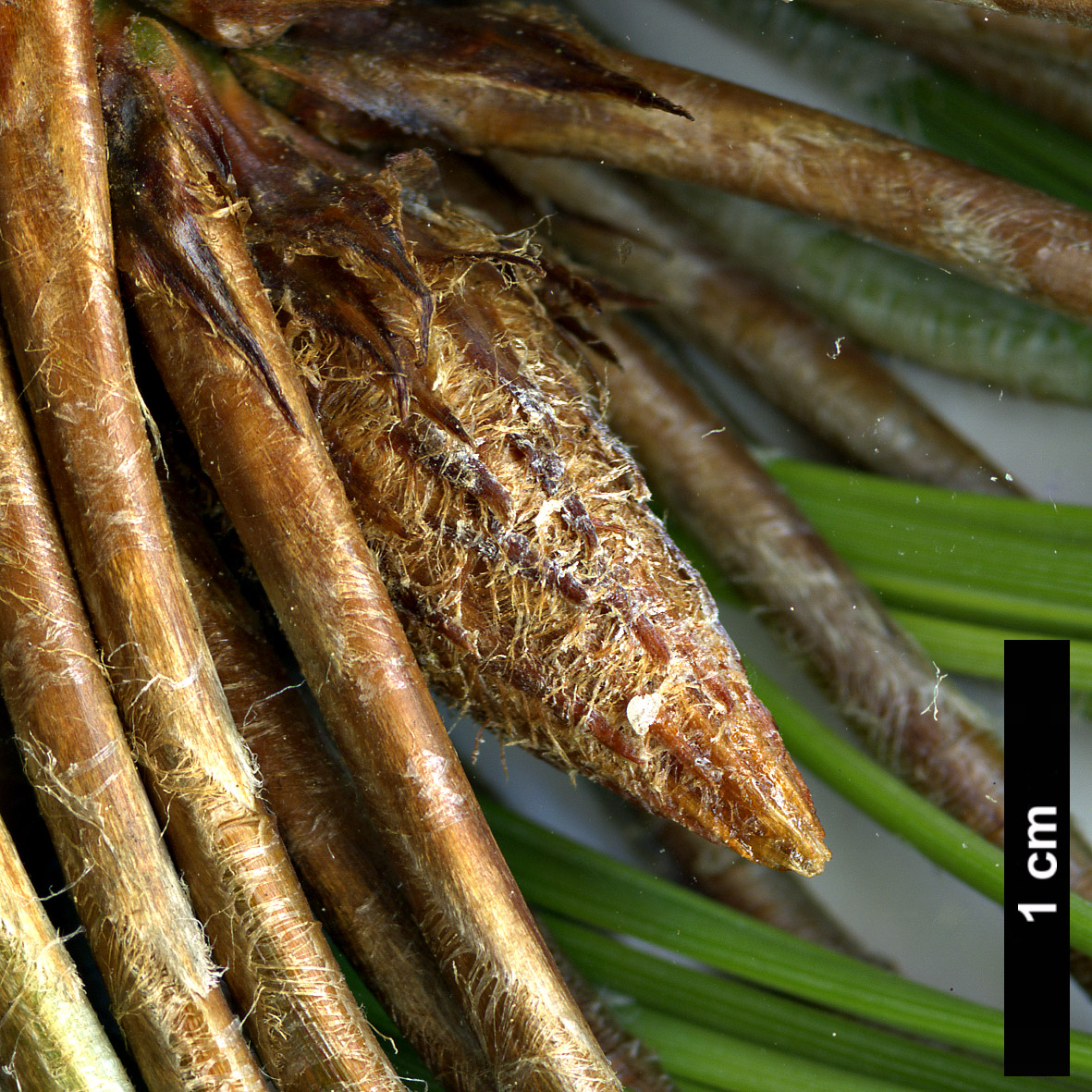 High resolution image: Family: Pinaceae - Genus: Pinus - Taxon: montezumae