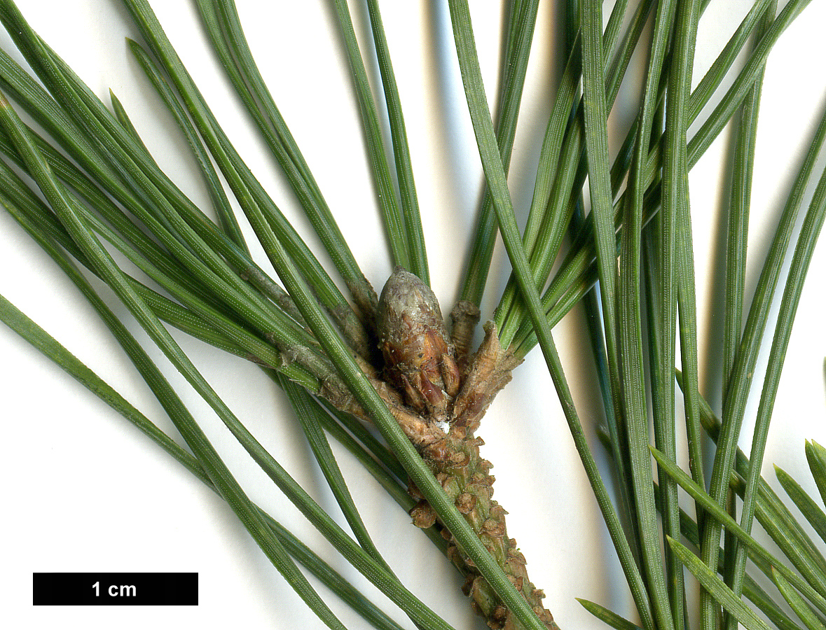 High resolution image: Family: Pinaceae - Genus: Pinus - Taxon: mugo