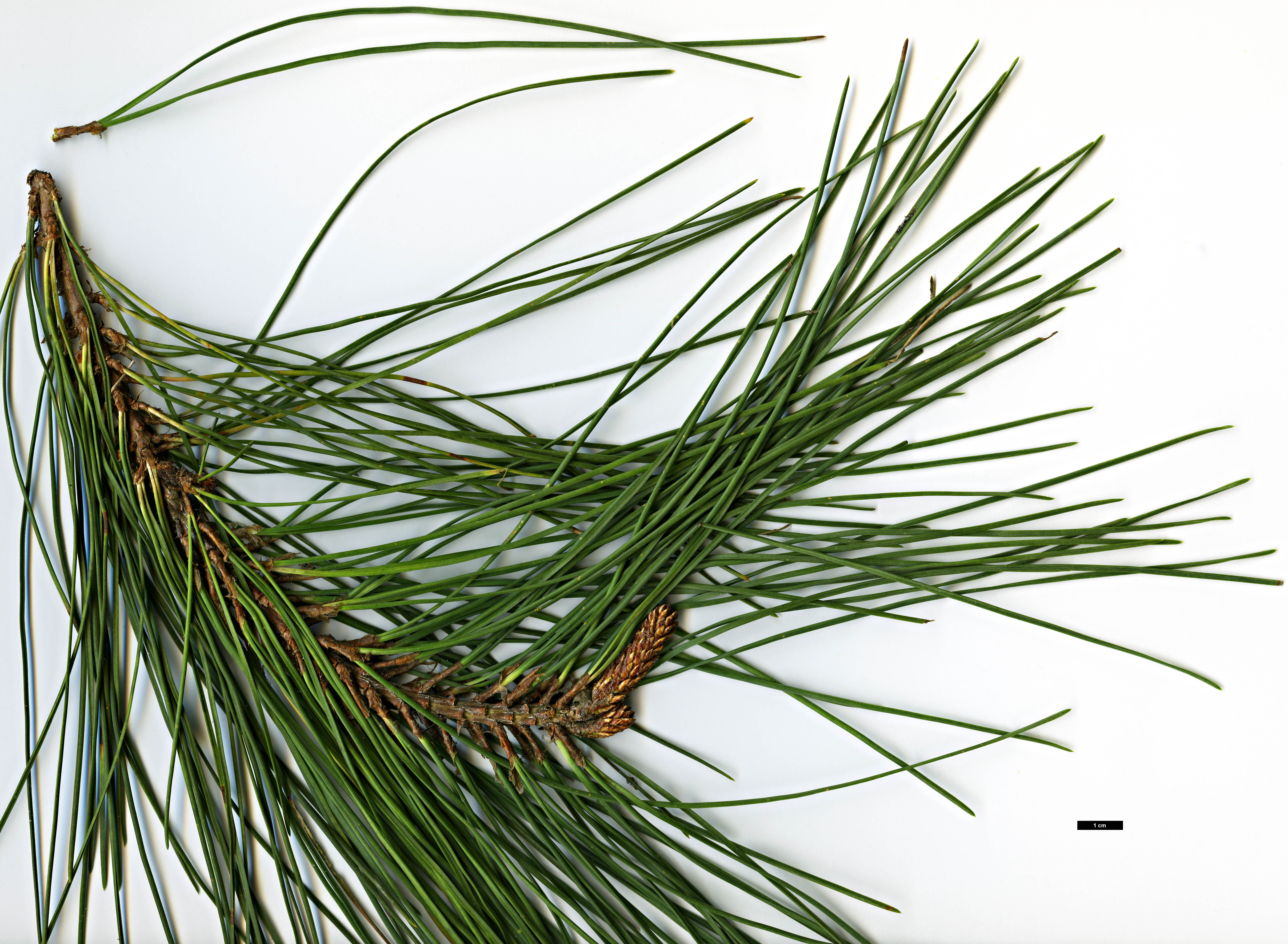 High resolution image: Family: Pinaceae - Genus: Pinus - Taxon: muricata