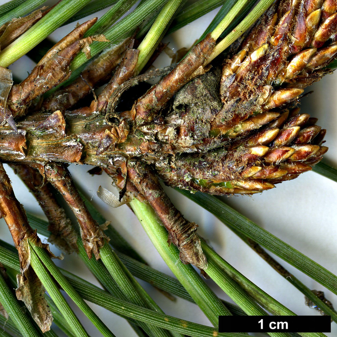 High resolution image: Family: Pinaceae - Genus: Pinus - Taxon: muricata