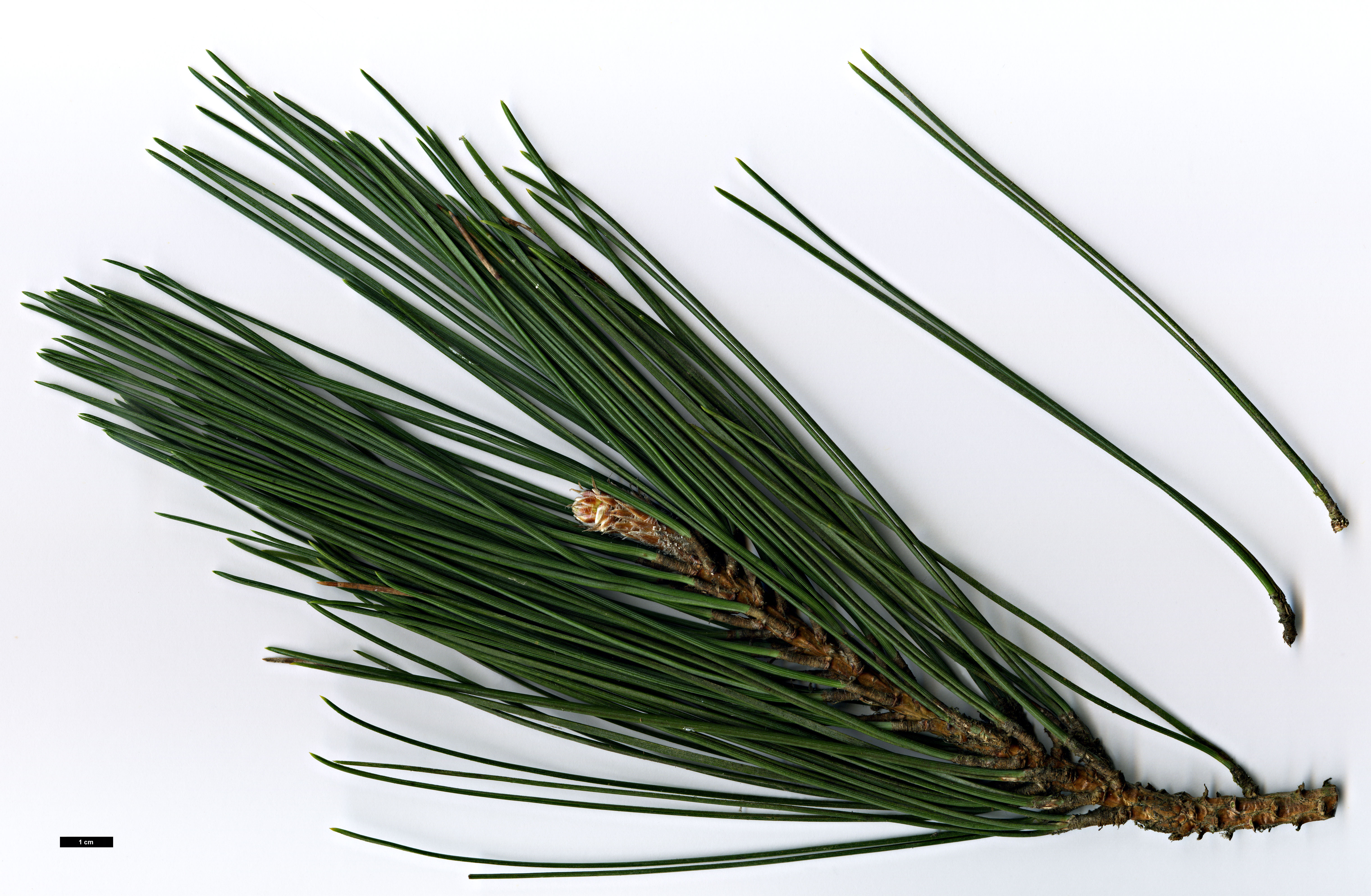 High resolution image: Family: Pinaceae - Genus: Pinus - Taxon: nigra - SpeciesSub: subsp. laricio High resolution image: Family: Pinaceae - Genus: Pinus - Taxon: nigra - SpeciesSub: subsp. laricio