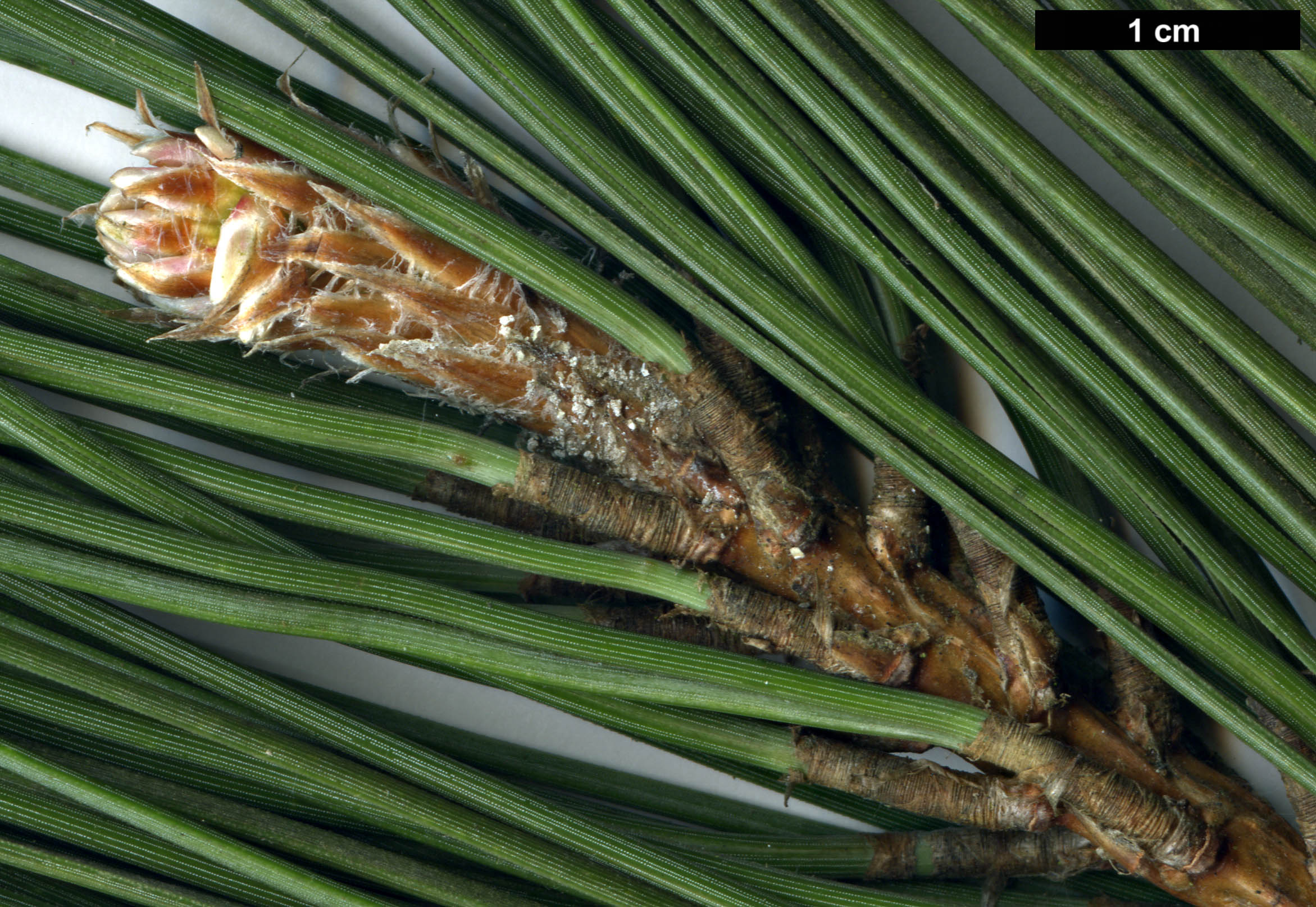 High resolution image: Family: Pinaceae - Genus: Pinus - Taxon: nigra - SpeciesSub: subsp. laricio