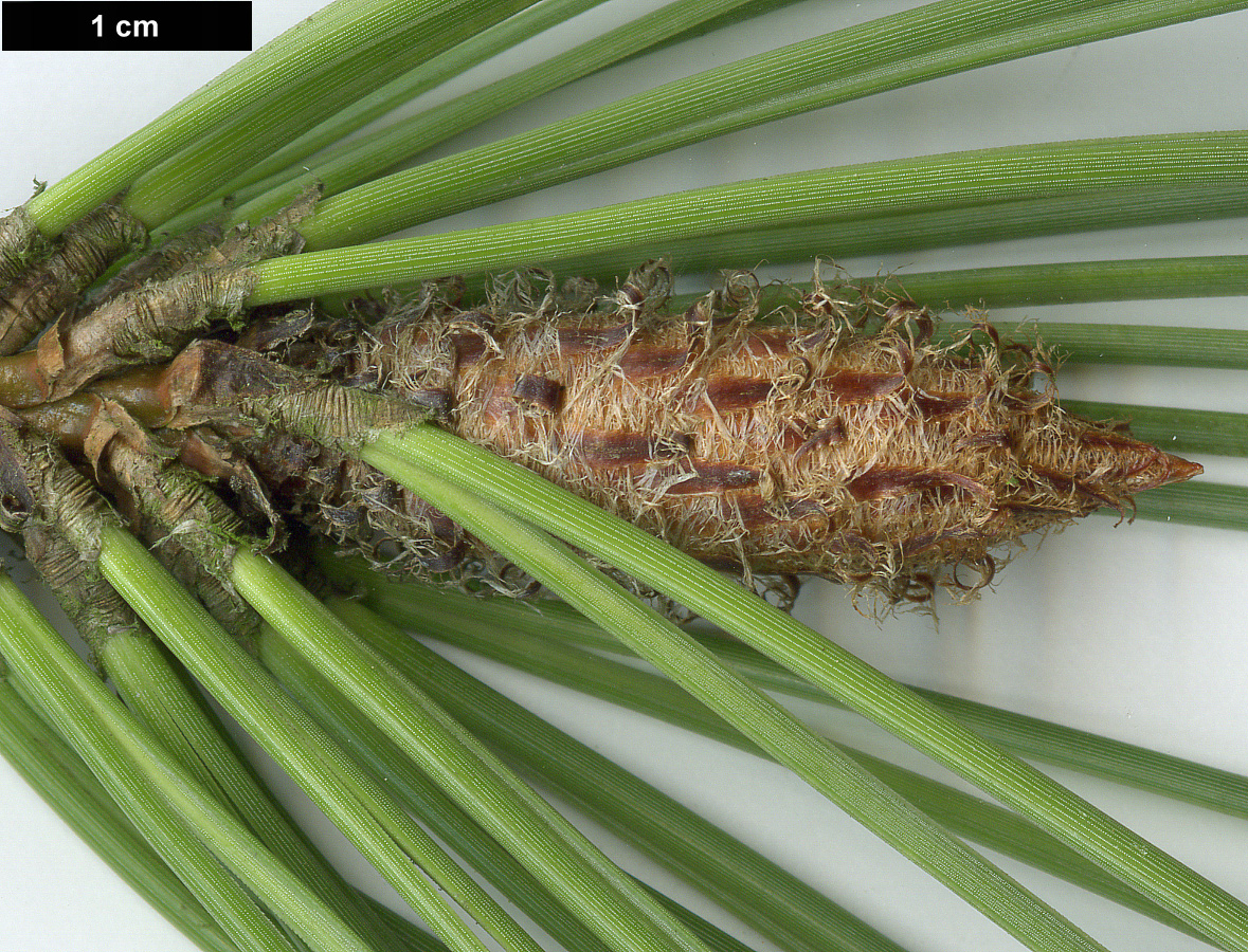 High resolution image: Family: Pinaceae - Genus: Pinus - Taxon: pinaster