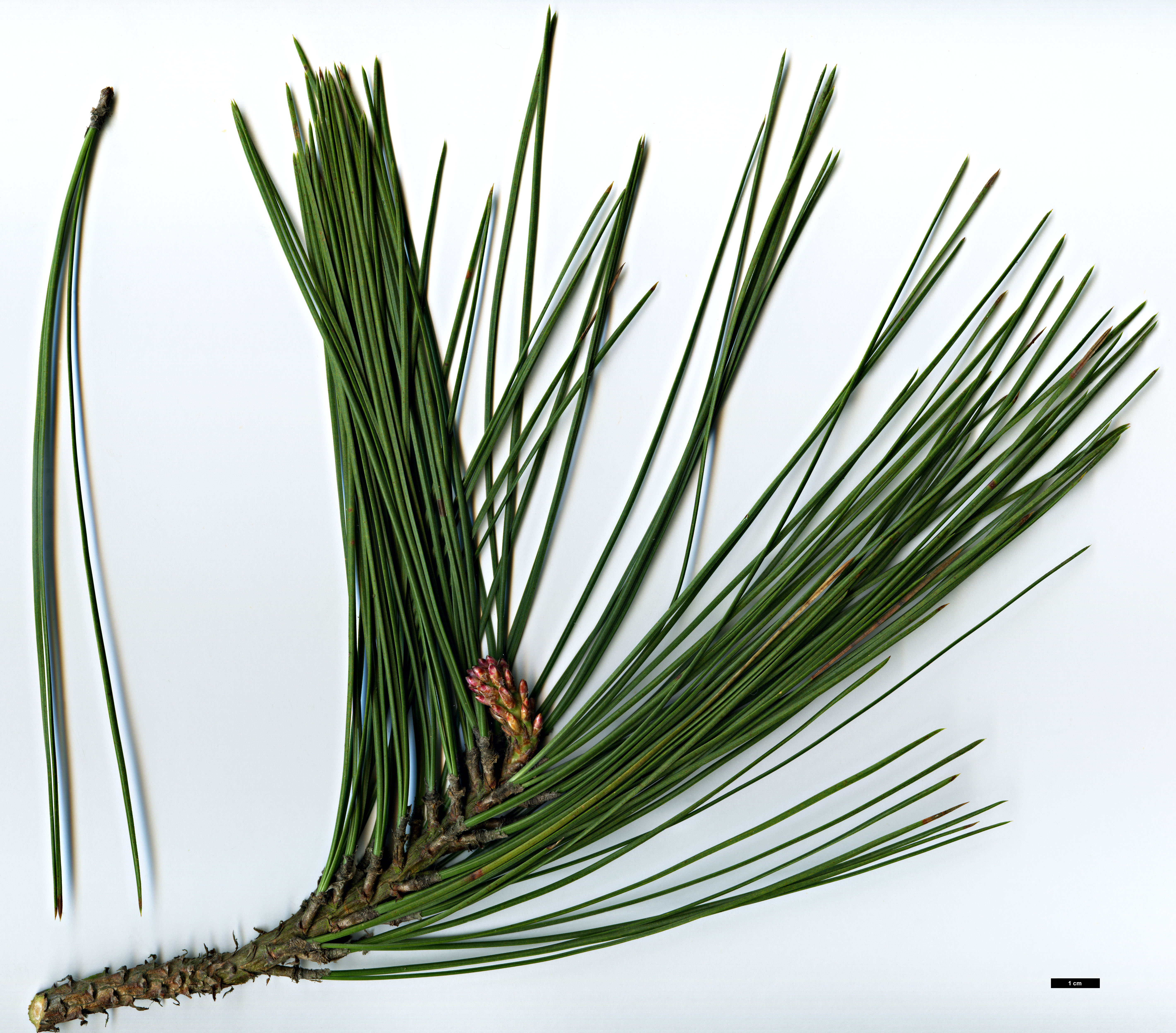 High resolution image: Family: Pinaceae - Genus: Pinus - Taxon: ponderosa