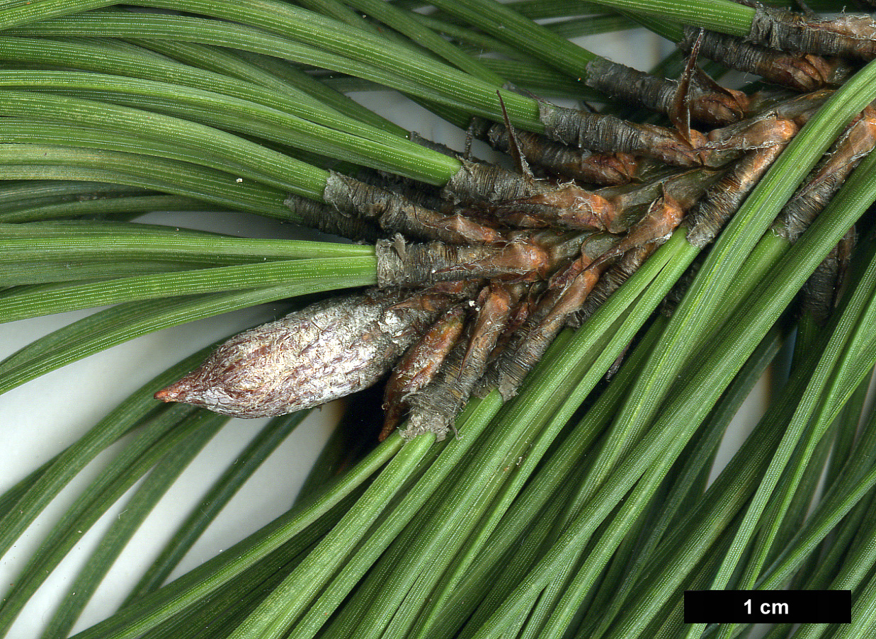 High resolution image: Family: Pinaceae - Genus: Pinus - Taxon: ponderosa