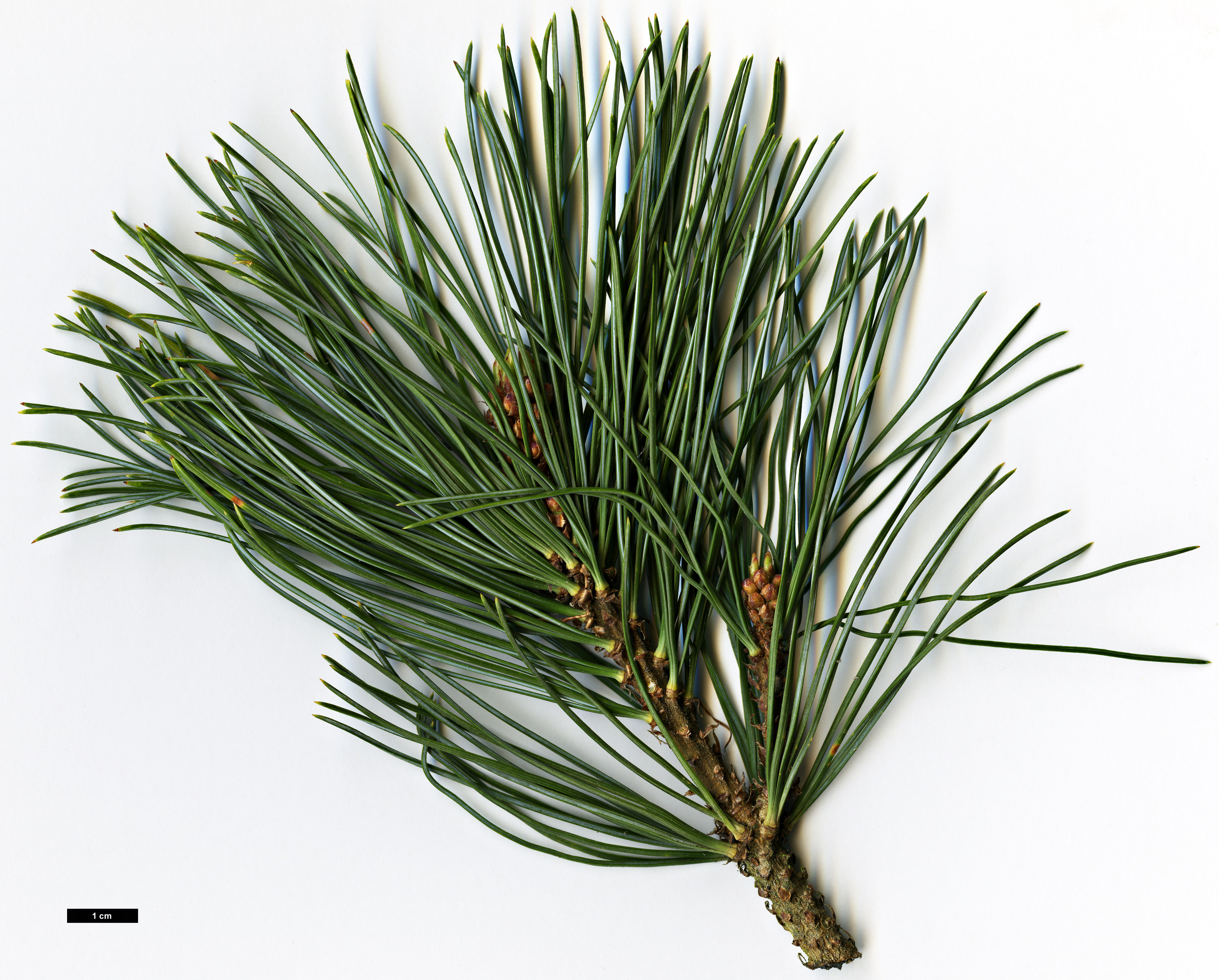 High resolution image: Family: Pinaceae - Genus: Pinus - Taxon: pumila - SpeciesSub: 'Compacta'