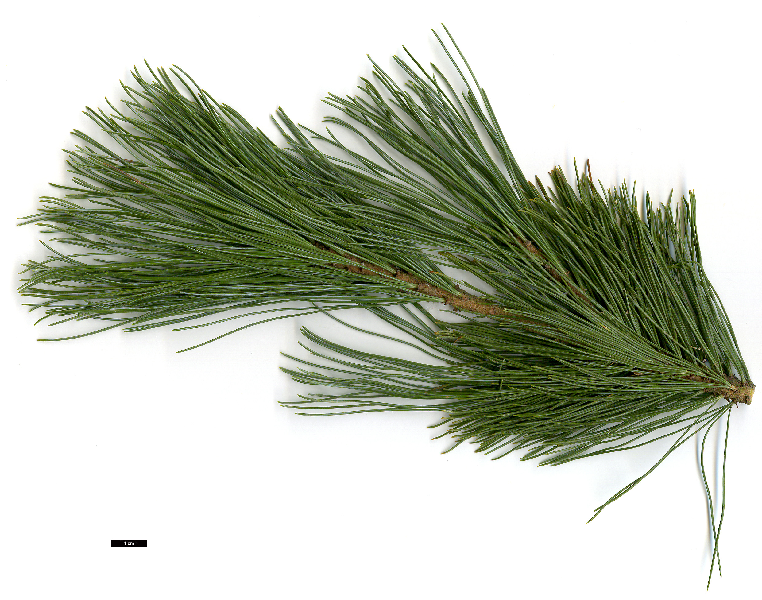 High resolution image: Family: Pinaceae - Genus: Pinus - Taxon: pumila - SpeciesSub: 'Glauca'