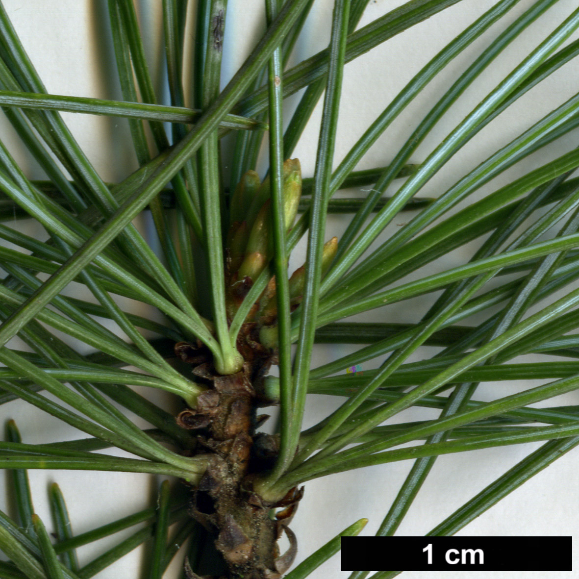 High resolution image: Family: Pinaceae - Genus: Pinus - Taxon: pumila