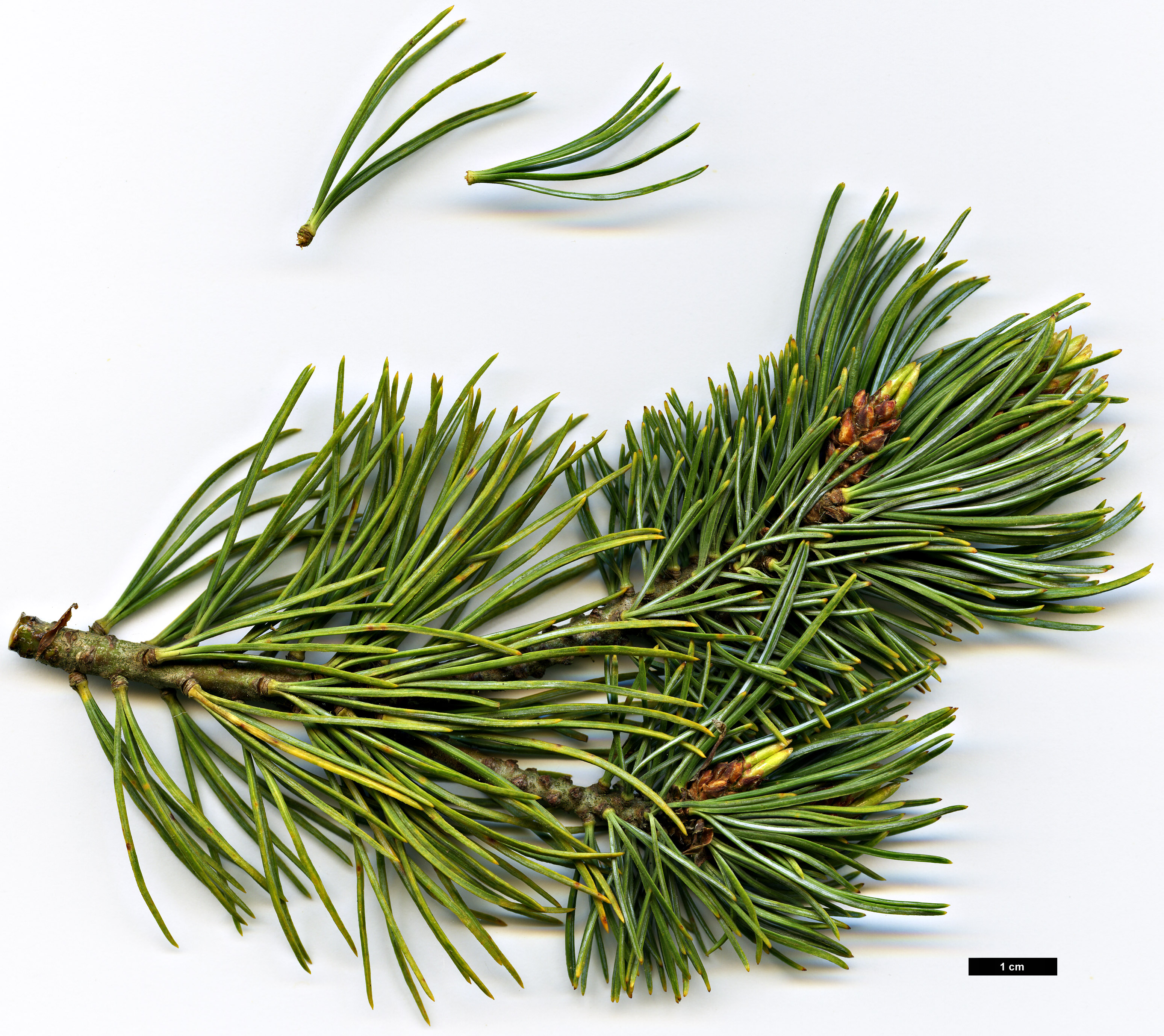 High resolution image: Family: Pinaceae - Genus: Pinus - Taxon: pumila