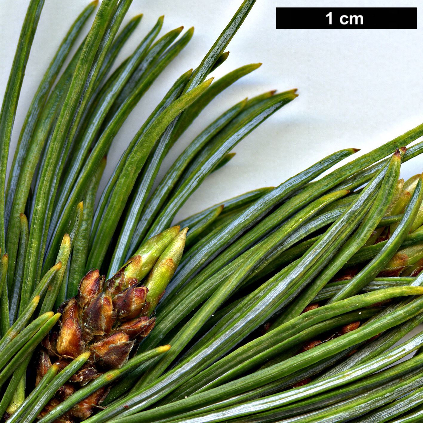 High resolution image: Family: Pinaceae - Genus: Pinus - Taxon: pumila