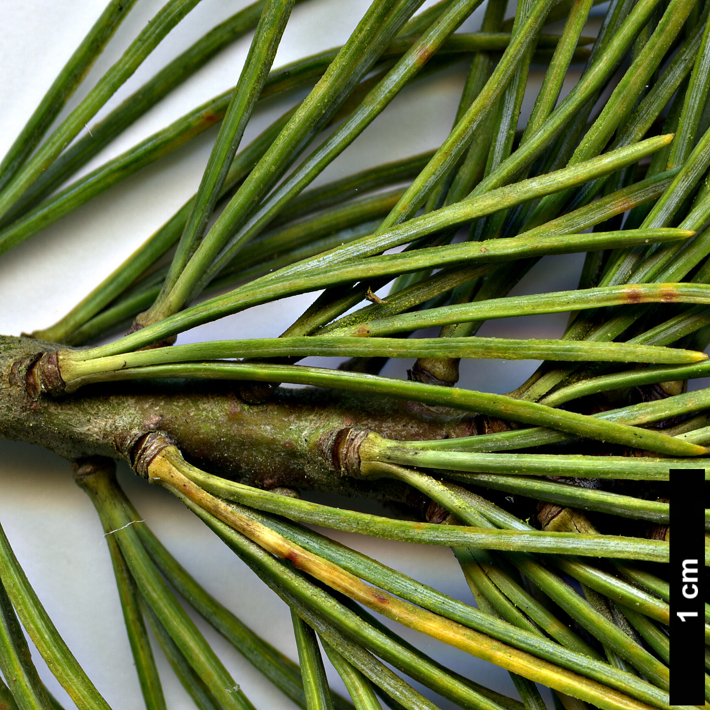 High resolution image: Family: Pinaceae - Genus: Pinus - Taxon: pumila