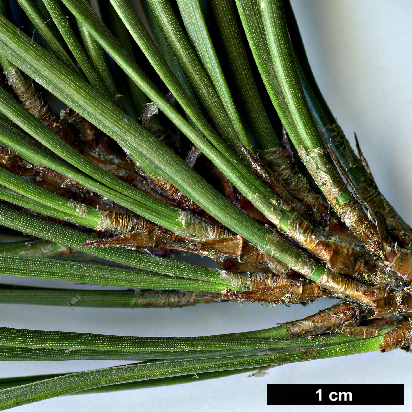 High resolution image: Family: Pinaceae - Genus: Pinus - Taxon: pungens