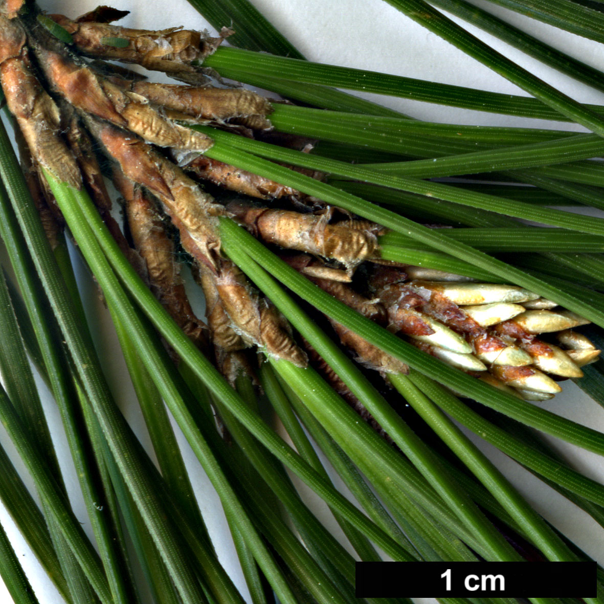 High resolution image: Family: Pinaceae - Genus: Pinus - Taxon: radiata