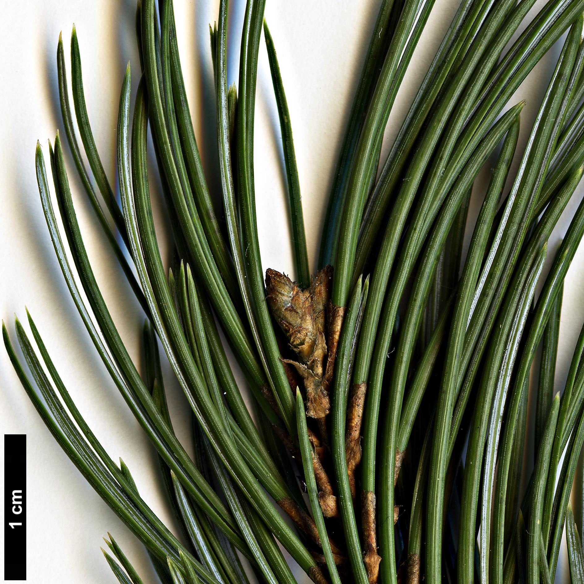 High resolution image: Family: Pinaceae - Genus: Pinus - Taxon: remota