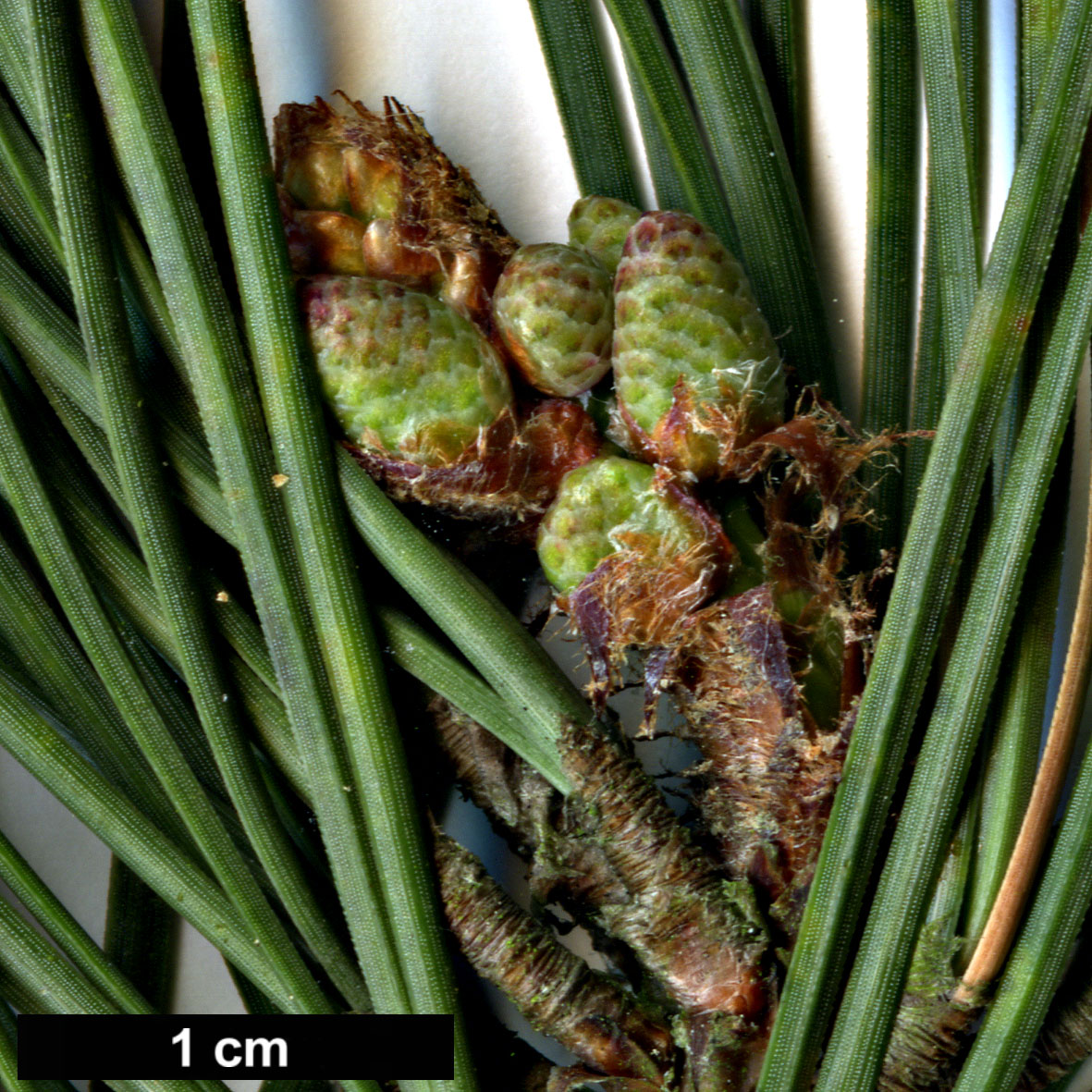 High resolution image: Family: Pinaceae - Genus: Pinus - Taxon: rigida