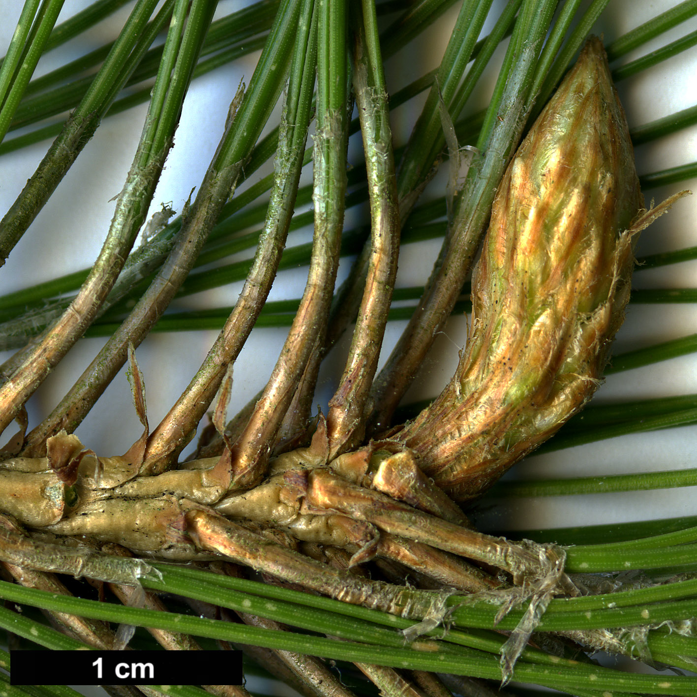 High resolution image: Family: Pinaceae - Genus: Pinus - Taxon: roxburghii