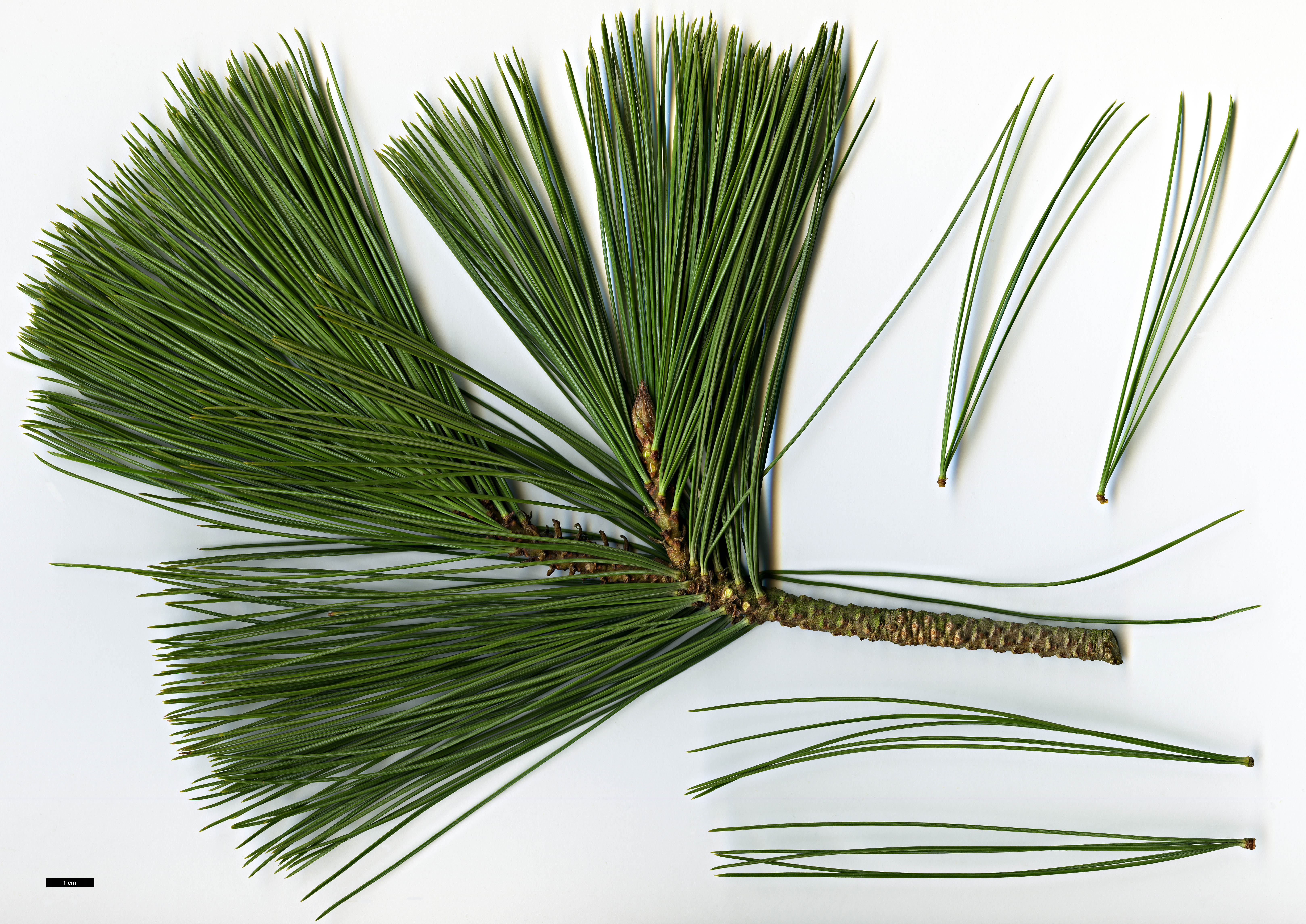 High resolution image: Family: Pinaceae - Genus: Pinus - Taxon: strobiformis High resolution image: Family: Pinaceae - Genus: Pinus - Taxon: strobiformis