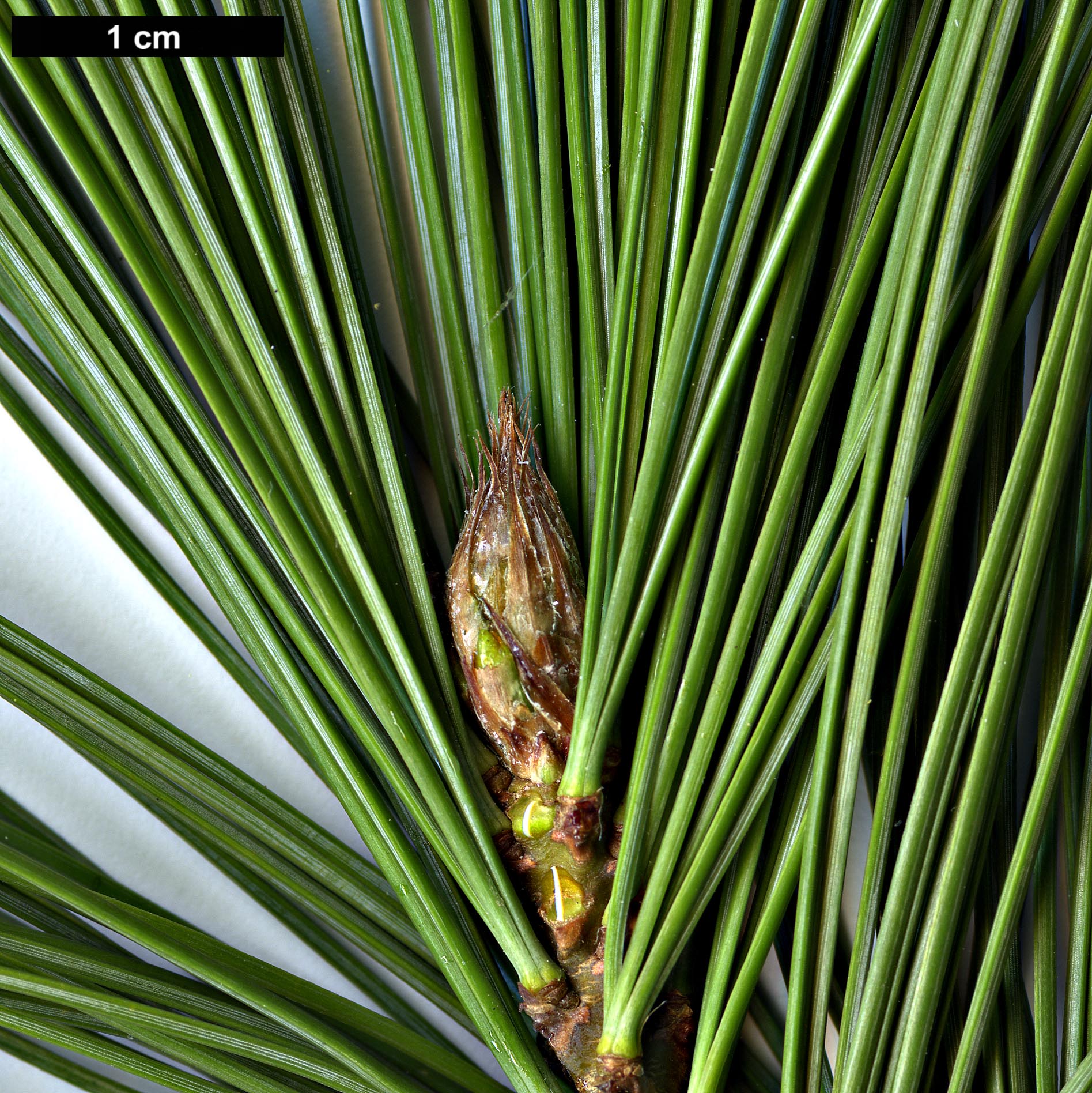 High resolution image: Family: Pinaceae - Genus: Pinus - Taxon: strobiformis High resolution image: Family: Pinaceae - Genus: Pinus - Taxon: strobiformis