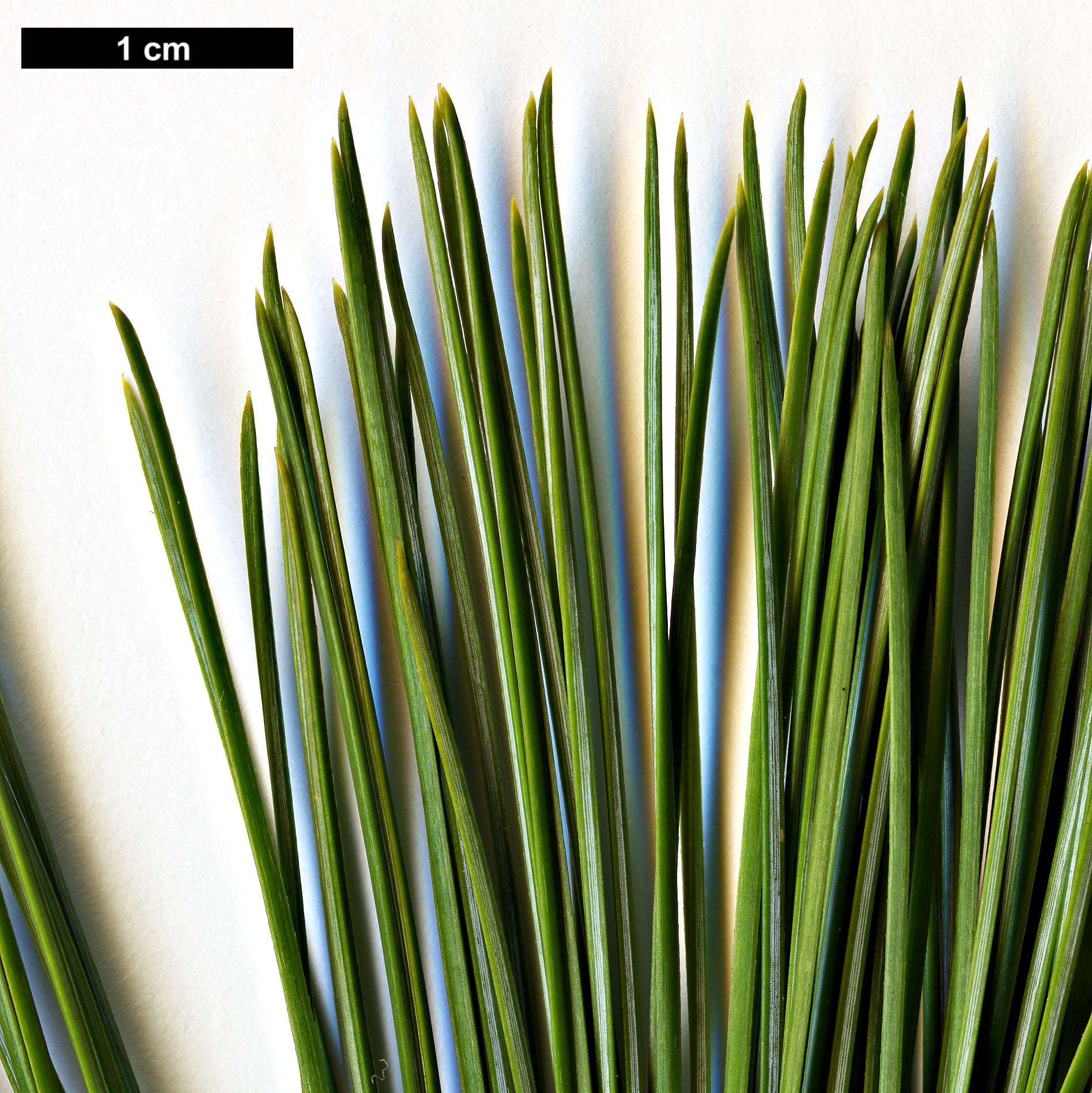 High resolution image: Family: Pinaceae - Genus: Pinus - Taxon: strobiformis High resolution image: Family: Pinaceae - Genus: Pinus - Taxon: strobiformis