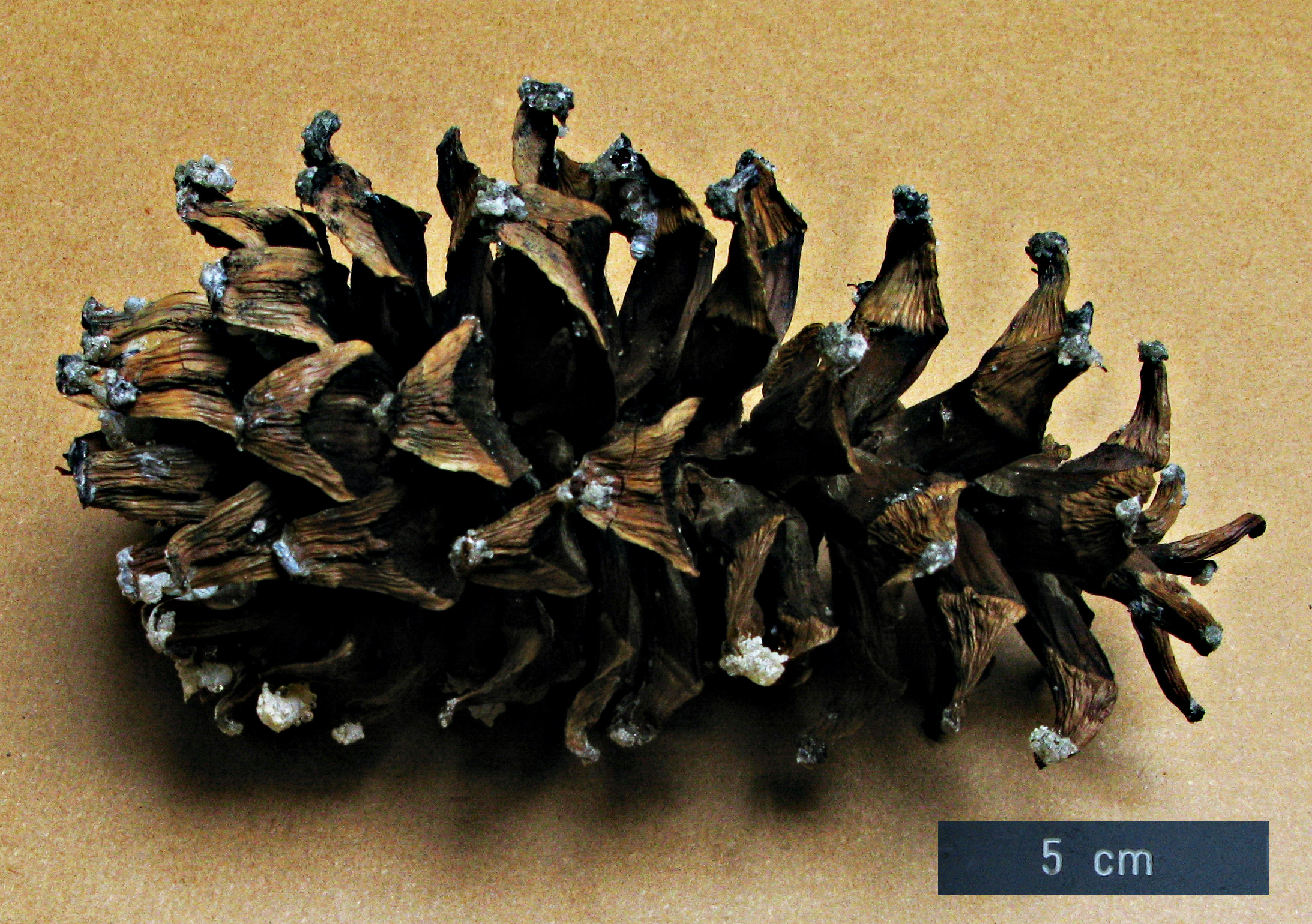 High resolution image: Family: Pinaceae - Genus: Pinus - Taxon: strobiformis High resolution image: Family: Pinaceae - Genus: Pinus - Taxon: strobiformis