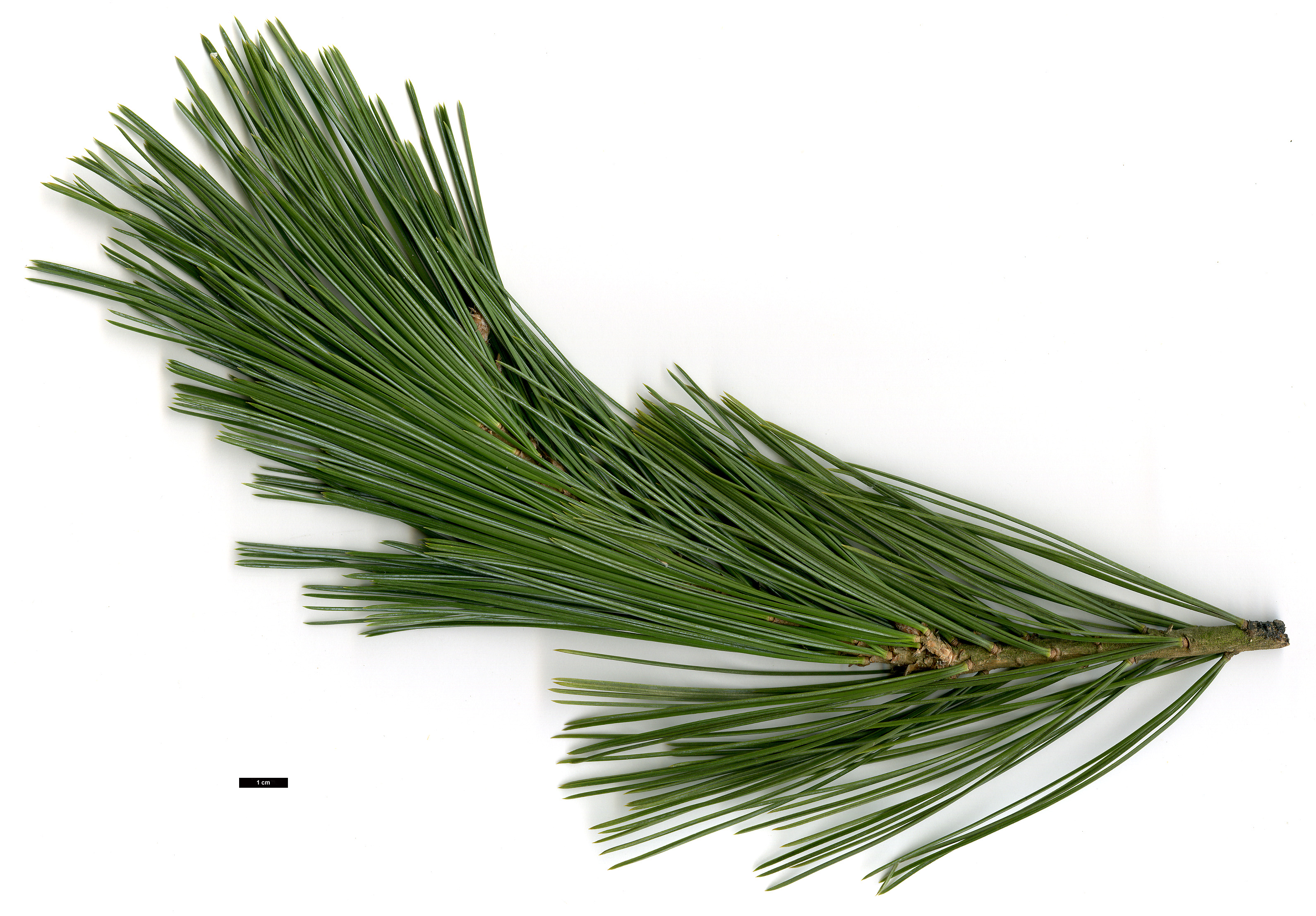 High resolution image: Family: Pinaceae - Genus: Pinus - Taxon: strobiformis High resolution image: Family: Pinaceae - Genus: Pinus - Taxon: strobiformis