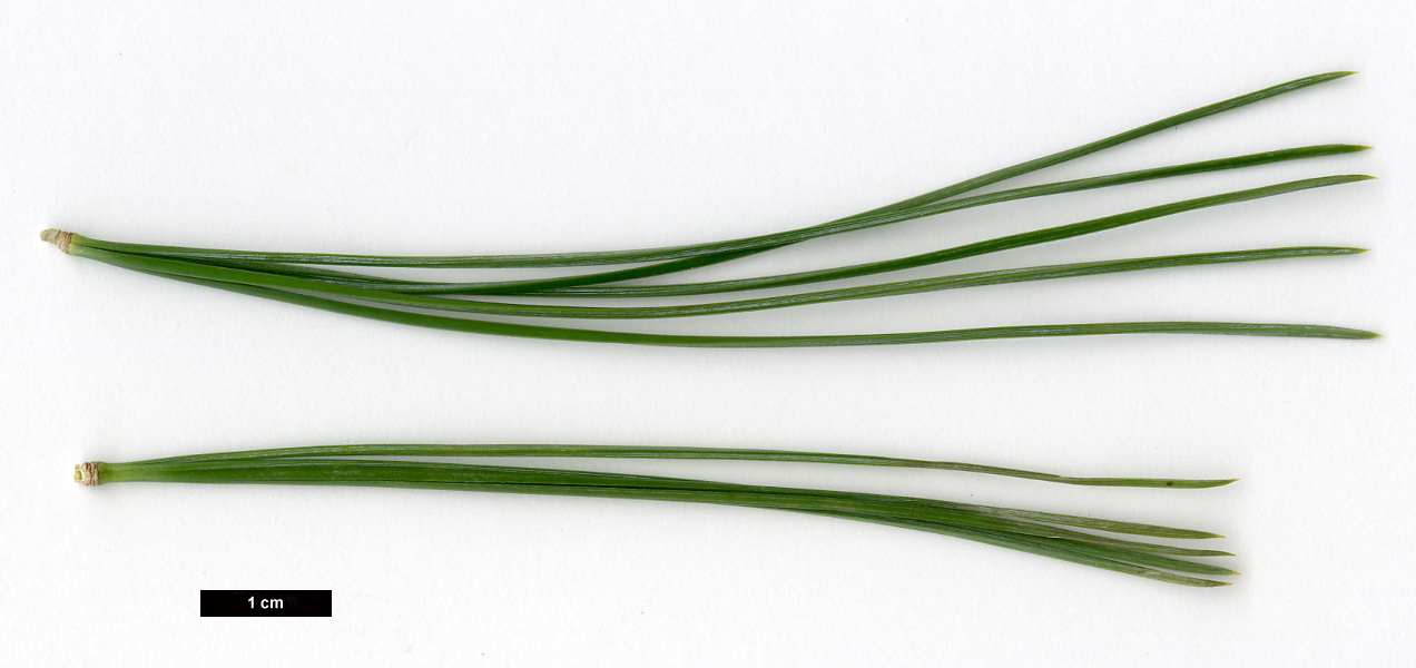High resolution image: Family: Pinaceae - Genus: Pinus - Taxon: strobiformis High resolution image: Family: Pinaceae - Genus: Pinus - Taxon: strobiformis