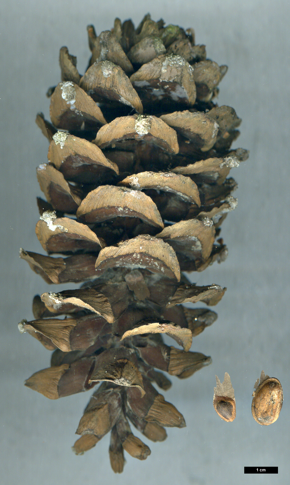 High resolution image: Family: Pinaceae - Genus: Pinus - Taxon: strobiformis High resolution image: Family: Pinaceae - Genus: Pinus - Taxon: strobiformis