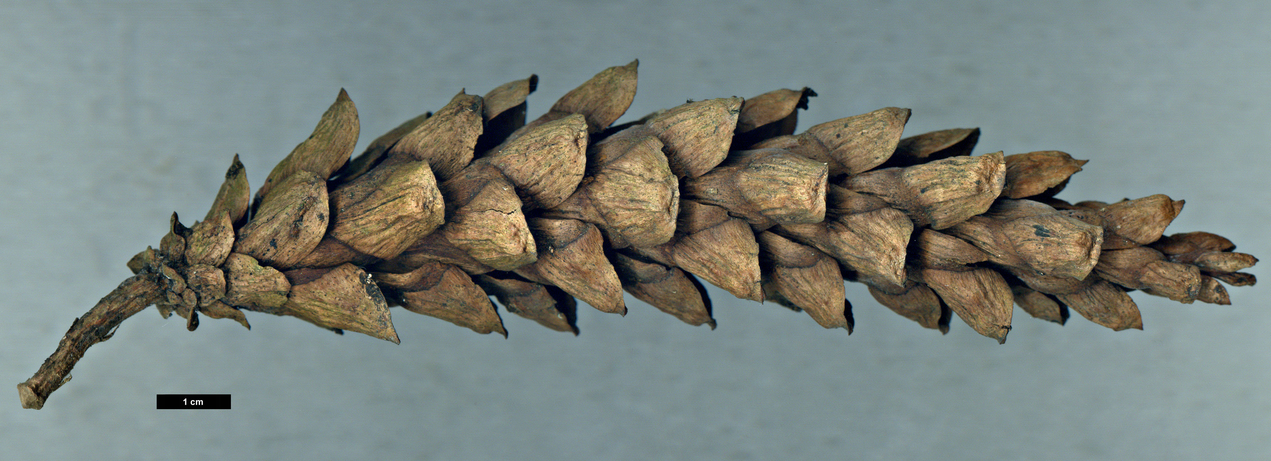 High resolution image: Family: Pinaceae - Genus: Pinus - Taxon: strobus - SpeciesSub: 'Pendula' High resolution image: Family: Pinaceae - Genus: Pinus - Taxon: strobus - SpeciesSub: 'Pendula'