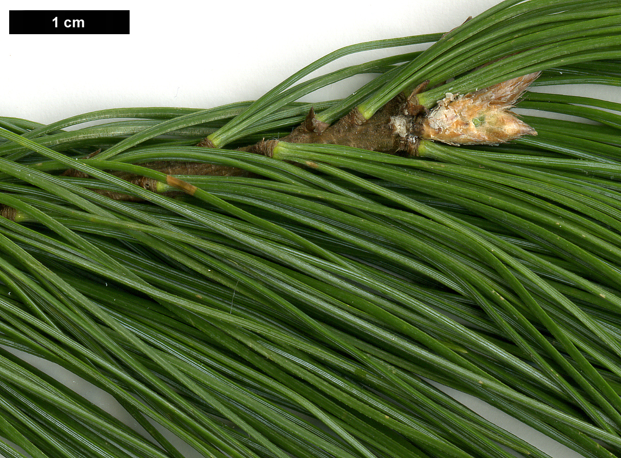 High resolution image: Family: Pinaceae - Genus: Pinus - Taxon: strobus High resolution image: Family: Pinaceae - Genus: Pinus - Taxon: strobus