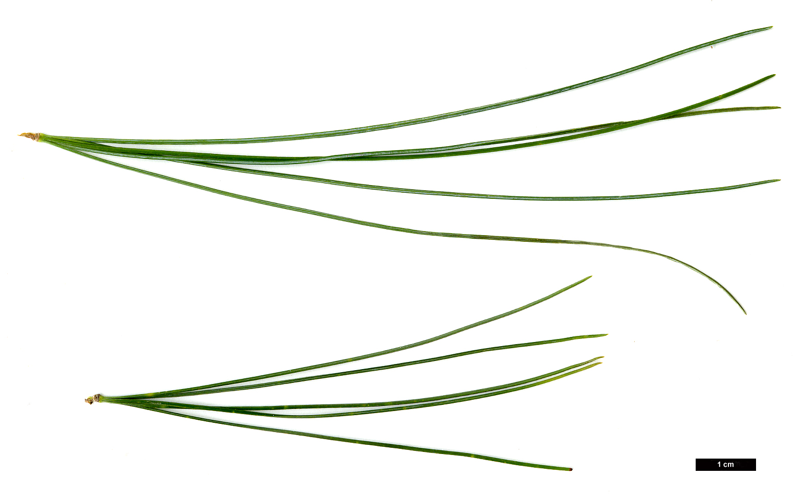 High resolution image: Family: Pinaceae - Genus: Pinus - Taxon: strobus High resolution image: Family: Pinaceae - Genus: Pinus - Taxon: strobus