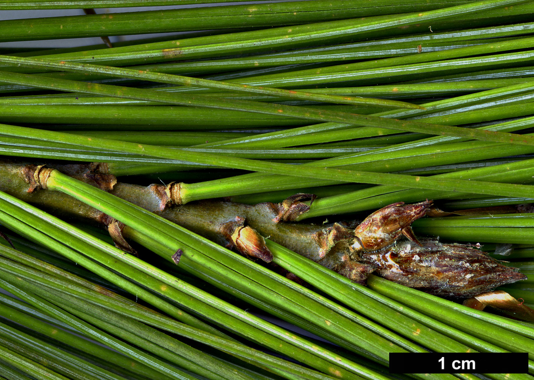 High resolution image: Family: Pinaceae - Genus: Pinus - Taxon: stylesii