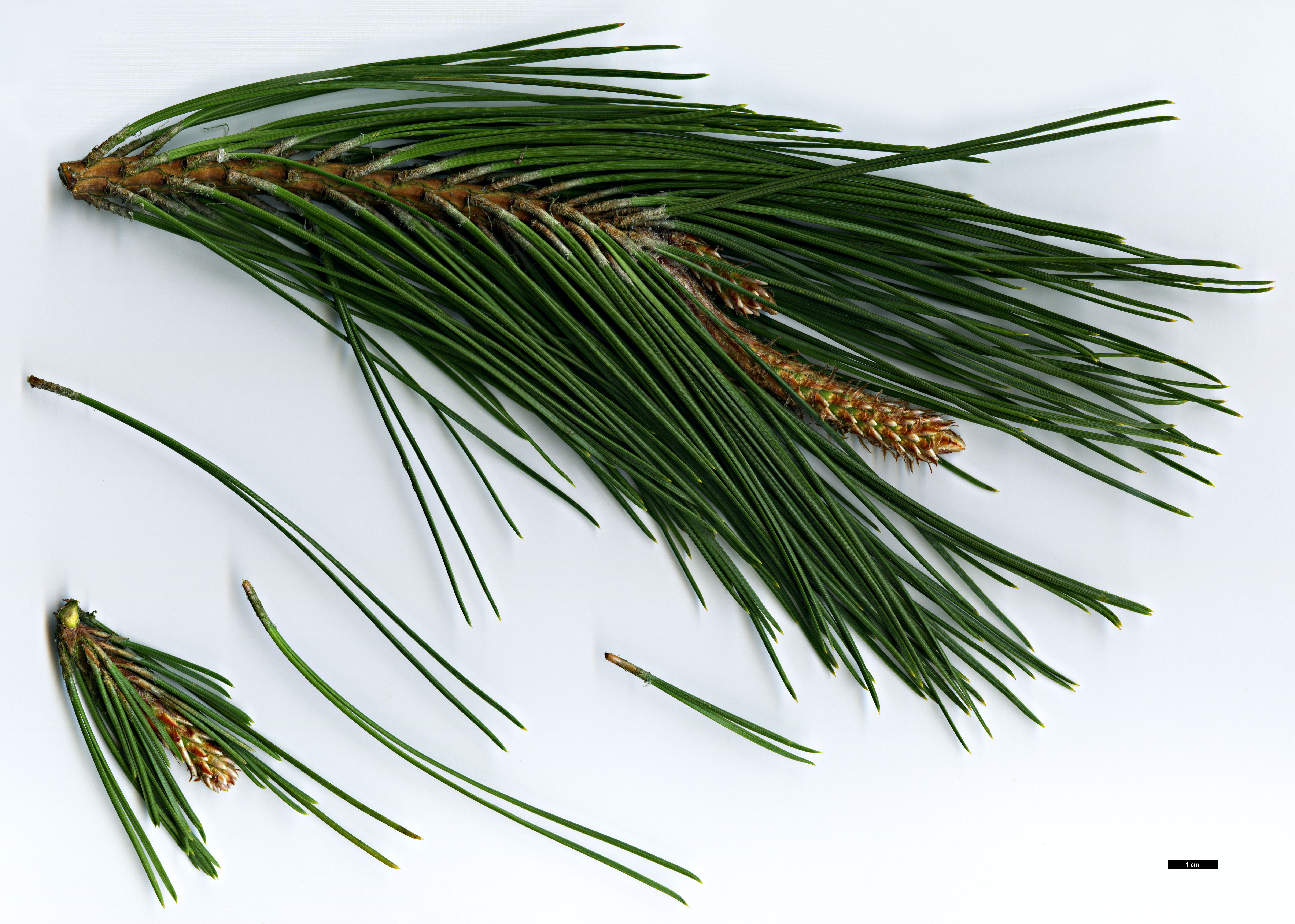 High resolution image: Family: Pinaceae - Genus: Pinus - Taxon: tabuliformis