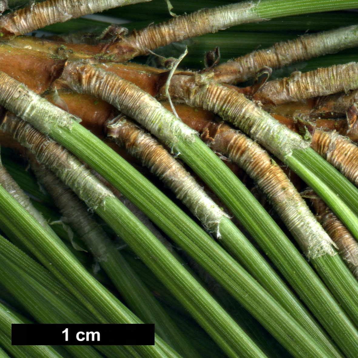 High resolution image: Family: Pinaceae - Genus: Pinus - Taxon: tabuliformis