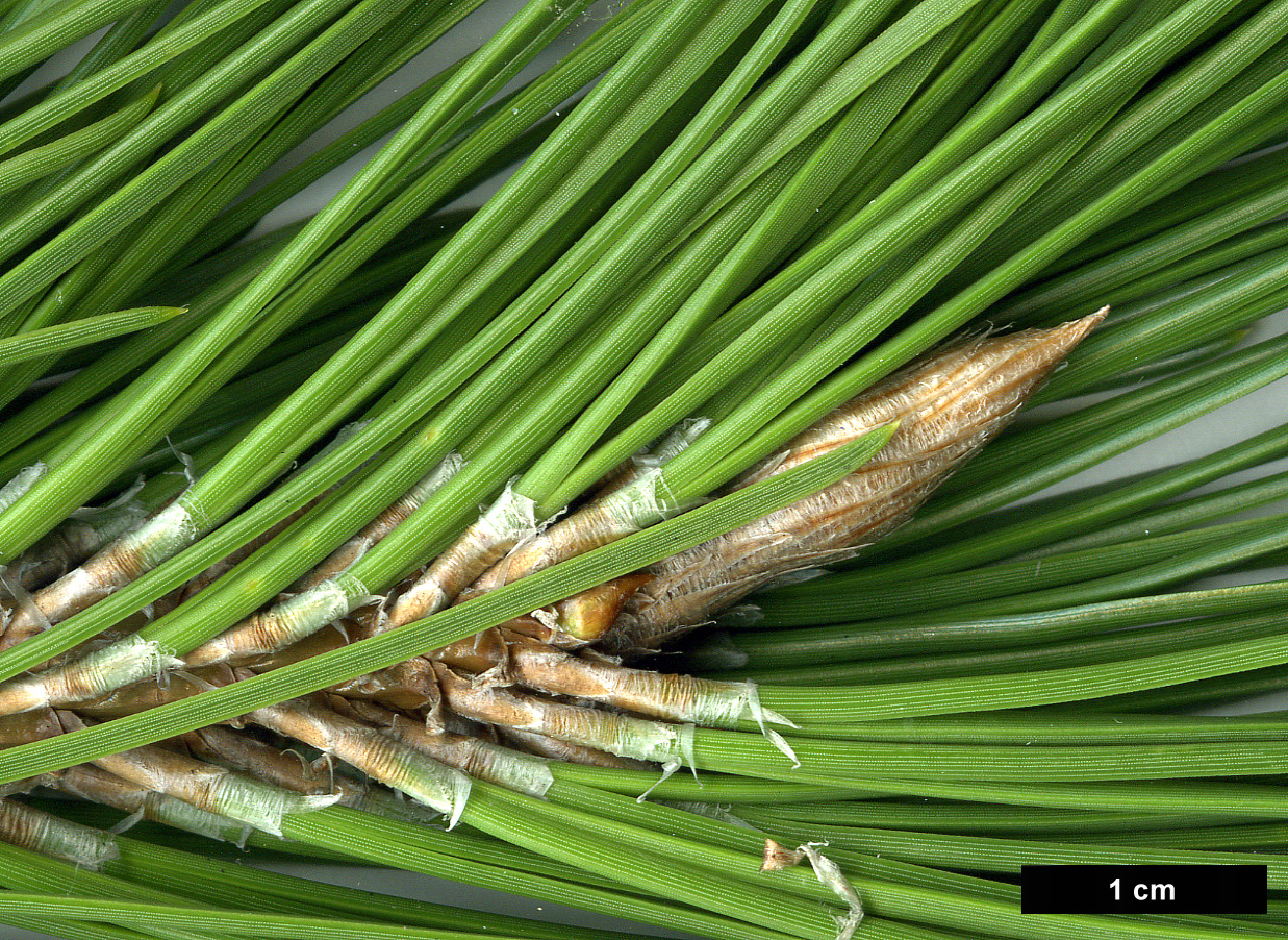 High resolution image: Family: Pinaceae - Genus: Pinus - Taxon: thunbergii