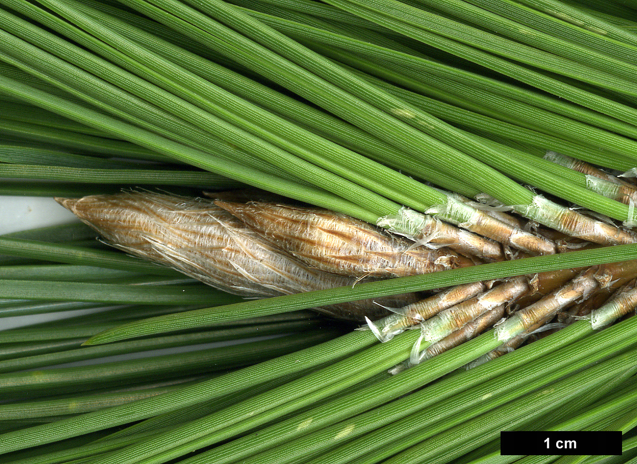 High resolution image: Family: Pinaceae - Genus: Pinus - Taxon: thunbergii