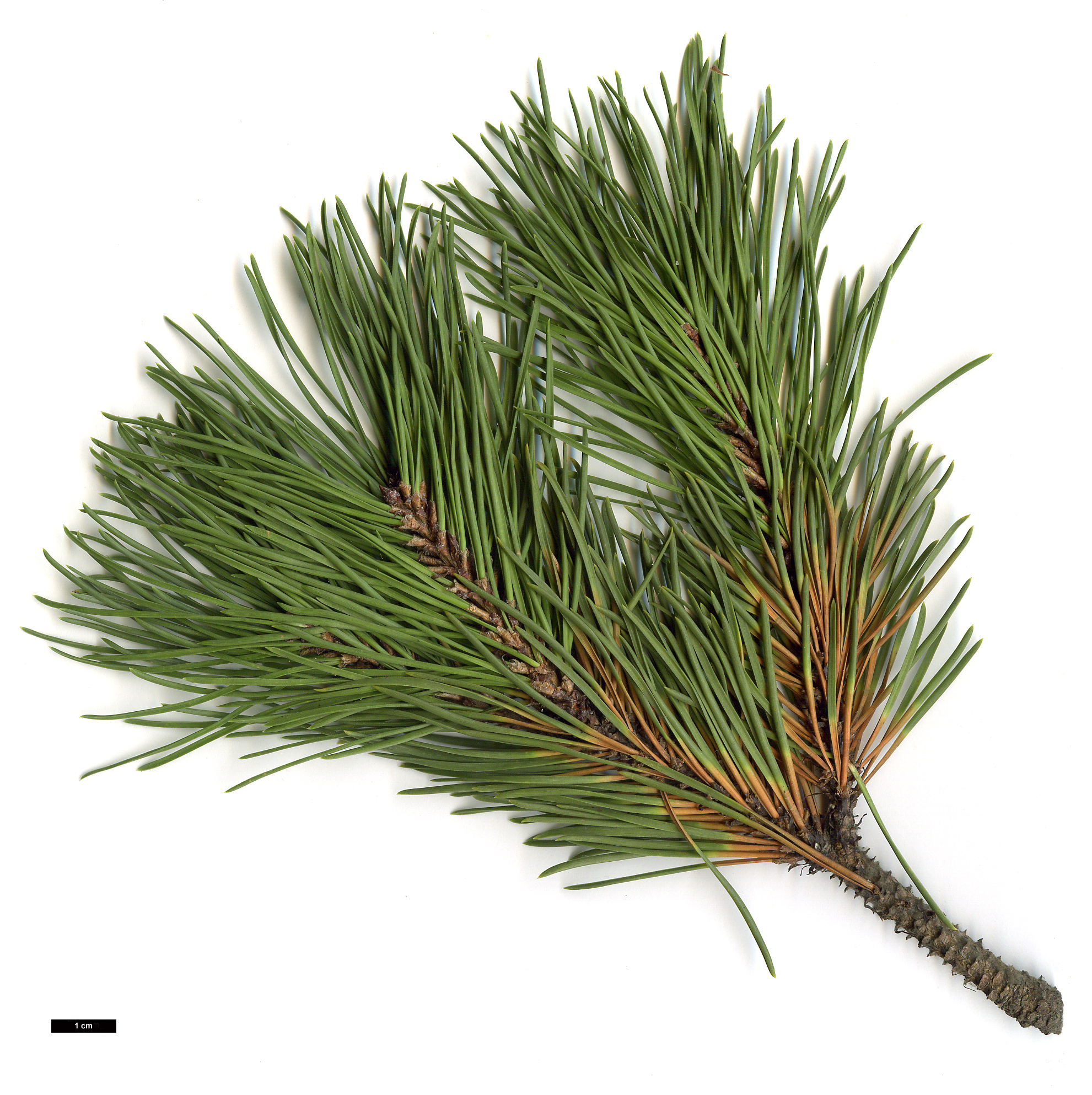 High resolution image: Family: Pinaceae - Genus: Pinus - Taxon: uncinata