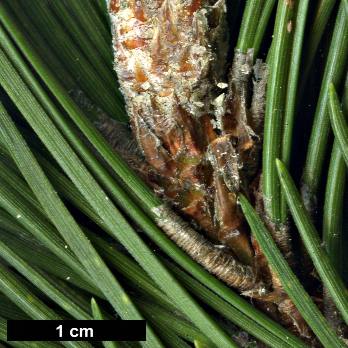 High resolution image: Family: Pinaceae - Genus: Pinus - Taxon: uncinata