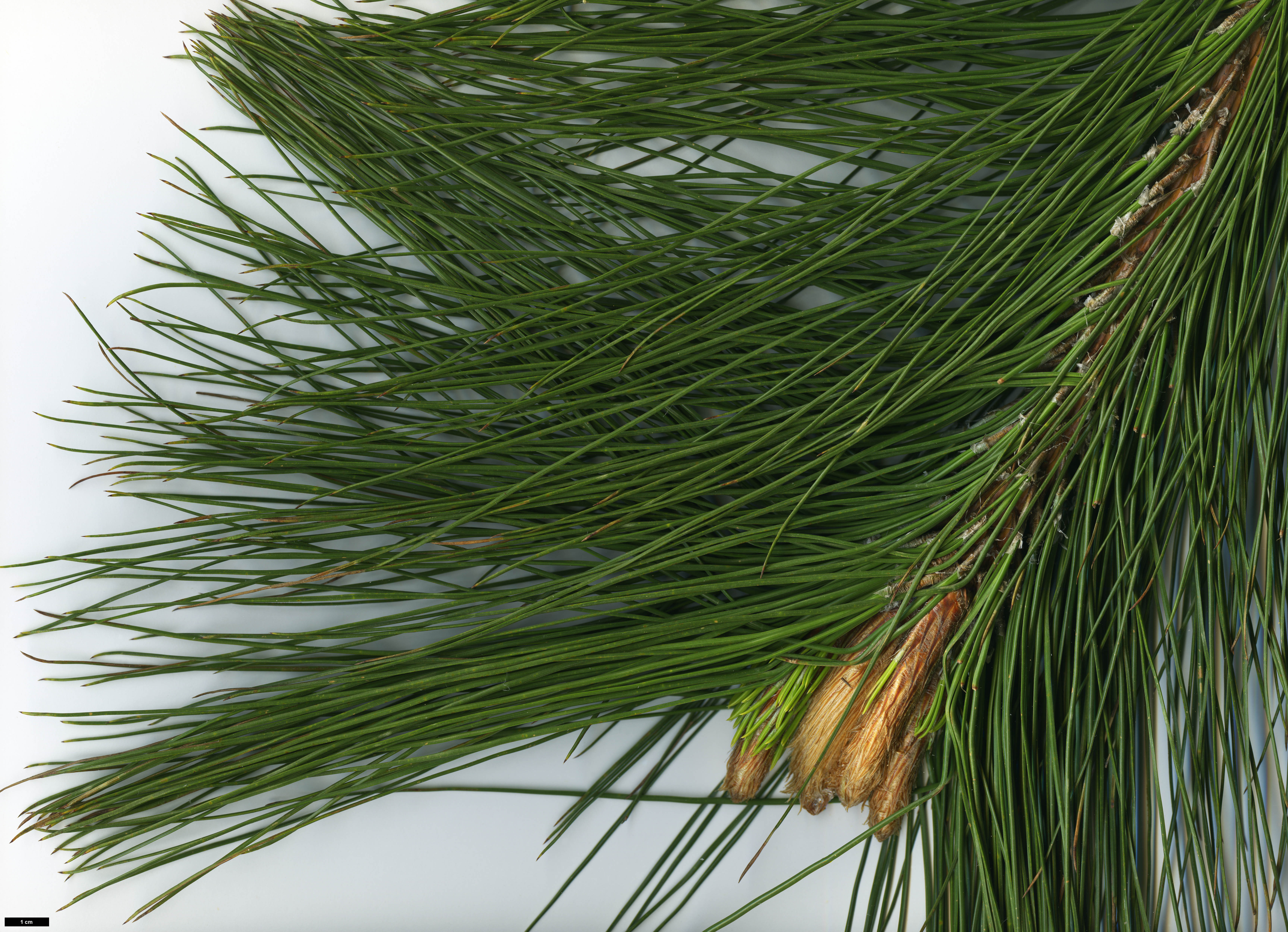 High resolution image: Family: Pinaceae - Genus: Pinus - Taxon: yunnanensis