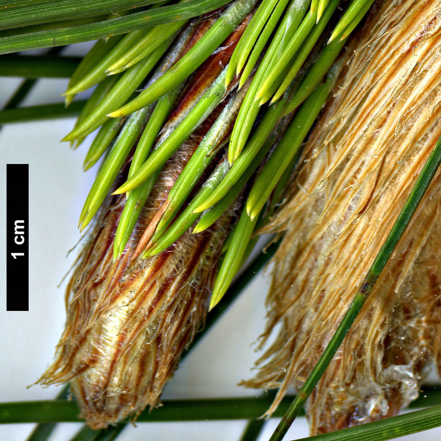High resolution image: Family: Pinaceae - Genus: Pinus - Taxon: yunnanensis