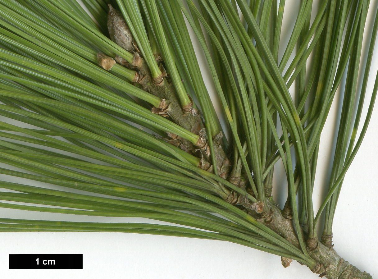 High resolution image: Family: Pinaceae - Genus: Pinus - Taxon: ×schwerinii (P.strobus × P.wallichiana)