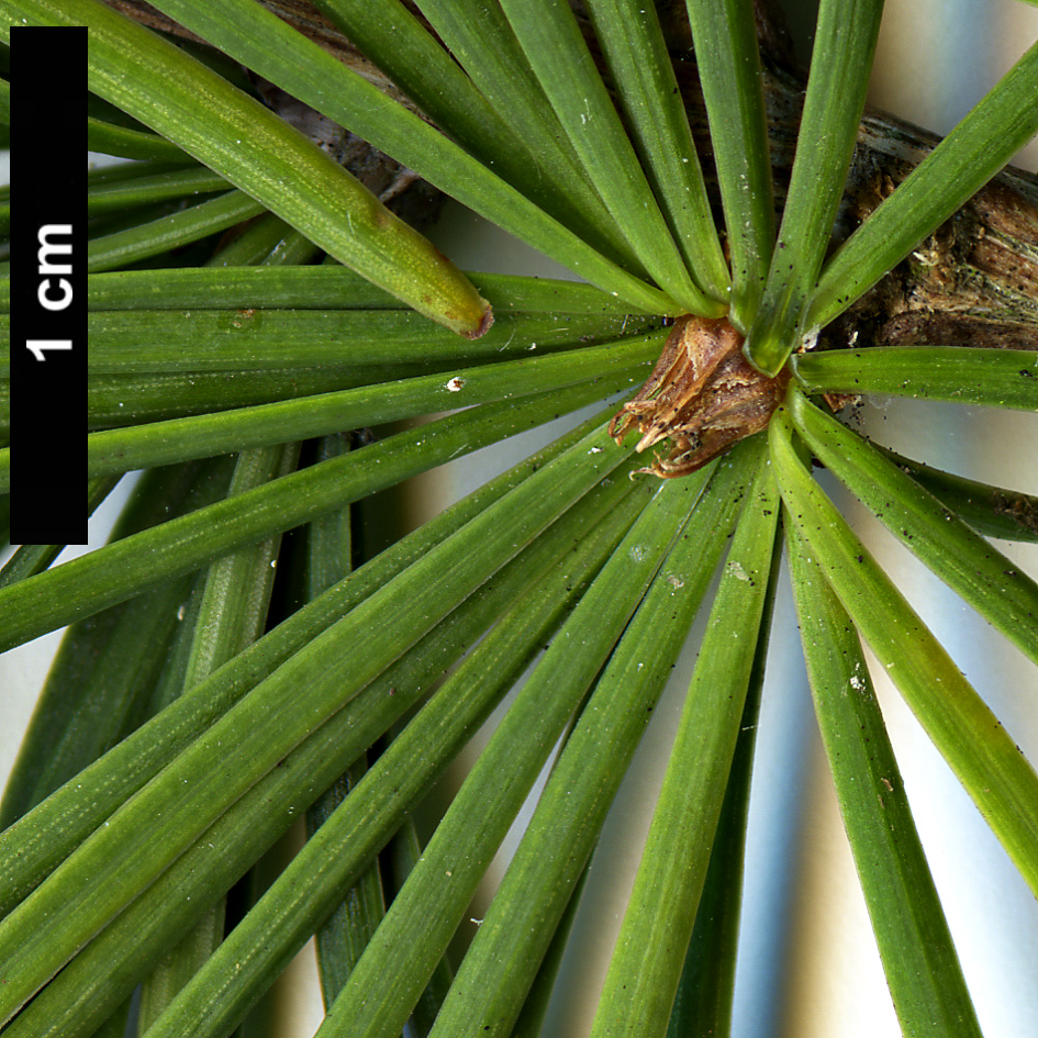 High resolution image: Family: Pinaceae - Genus: Pseudolarix - Taxon: amabilis