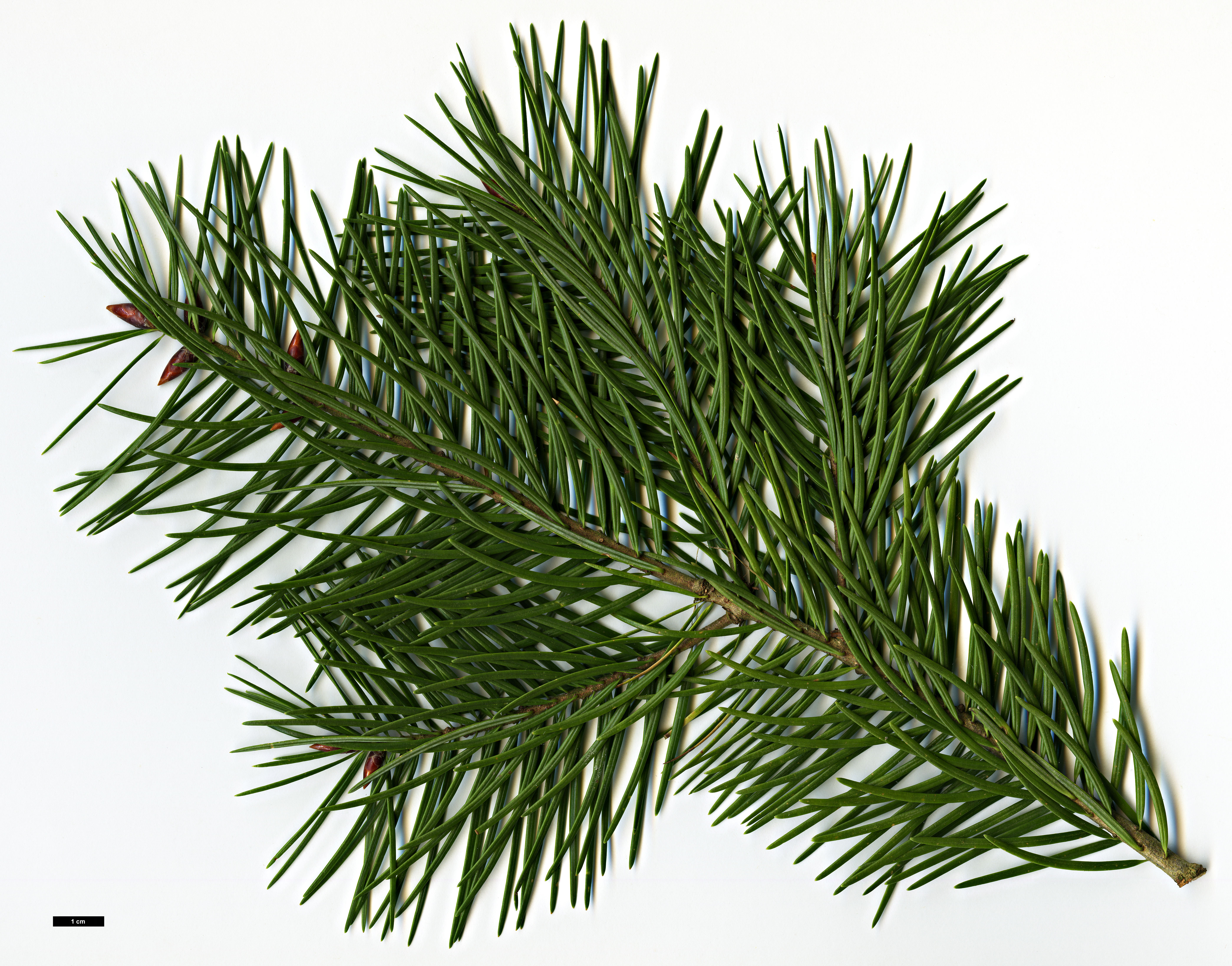 High resolution image: Family: Pinaceae - Genus: Pseudotsuga - Taxon: macrocarpa