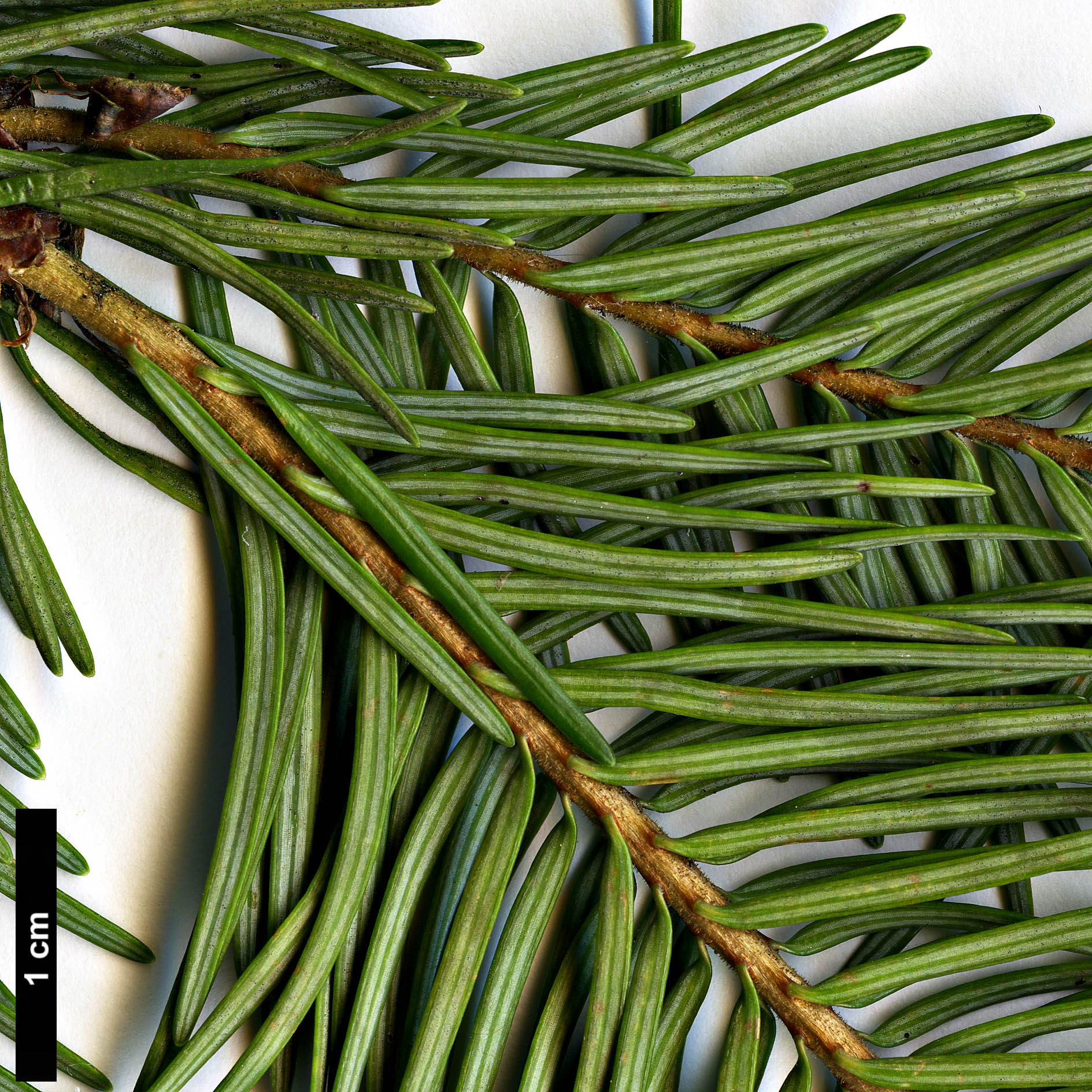 High resolution image: Family: Pinaceae - Genus: Pseudotsuga - Taxon: menziesii