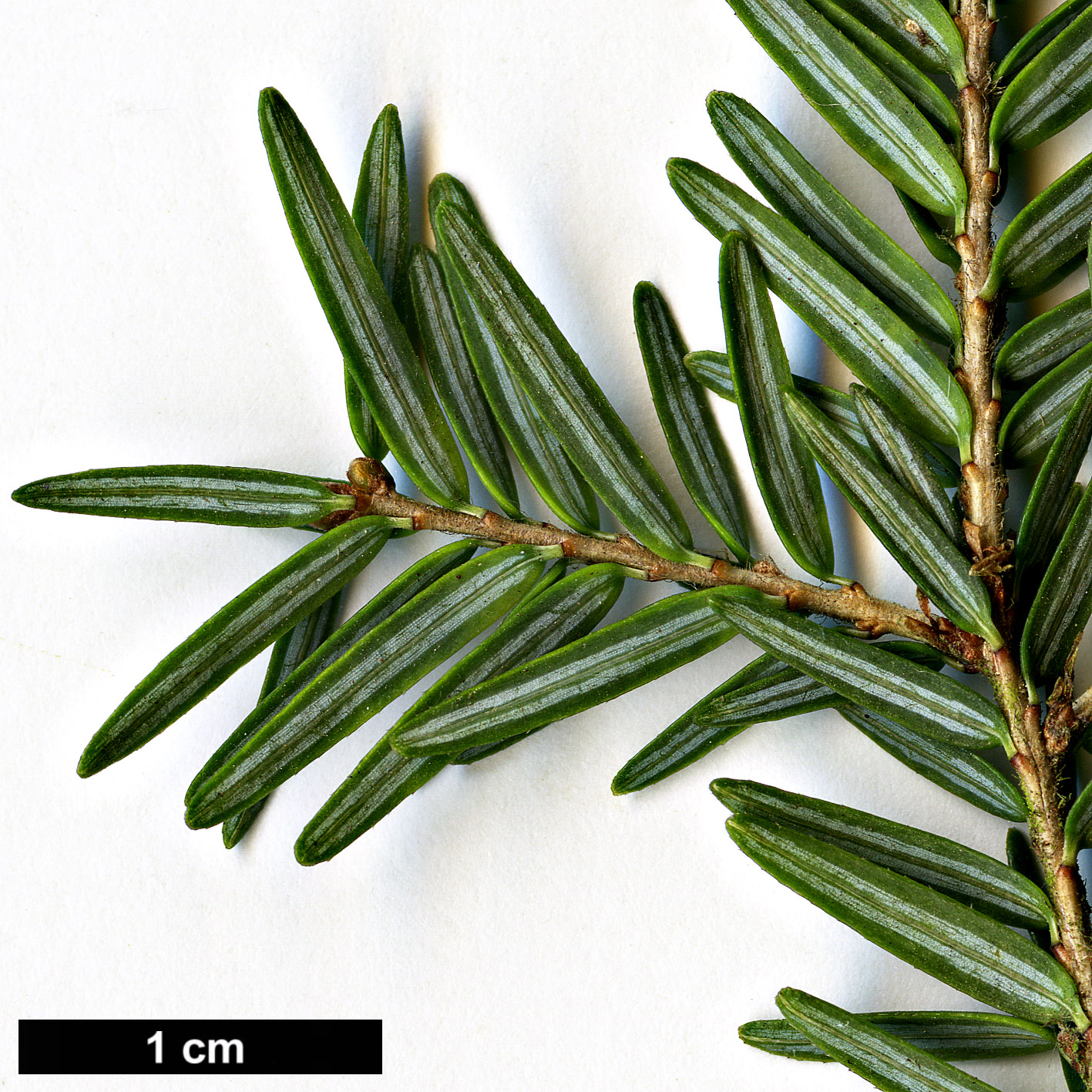 High resolution image: Family: Pinaceae - Genus: Tsuga - Taxon: canadensis - SpeciesSub: 'Compacta'