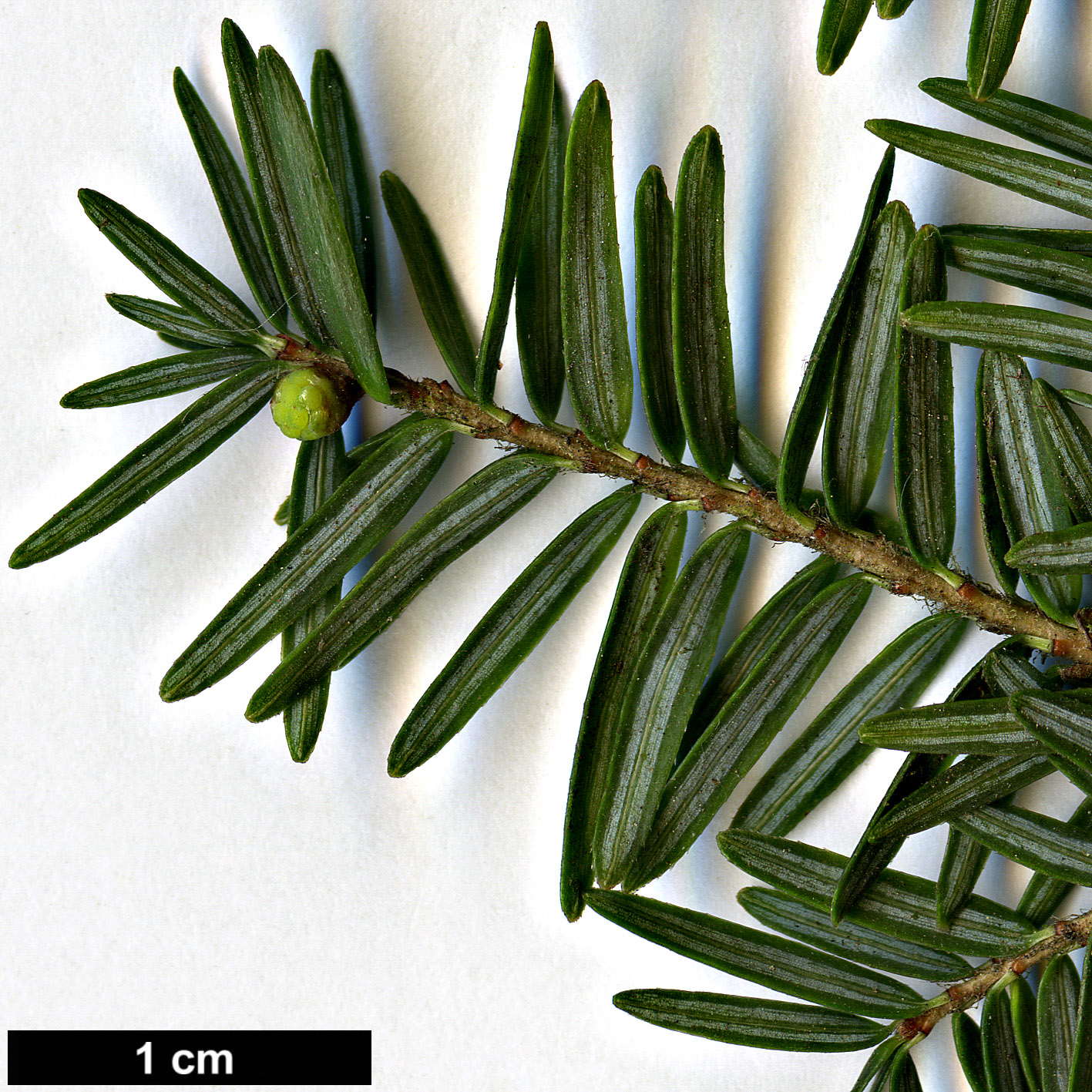 High resolution image: Family: Pinaceae - Genus: Tsuga - Taxon: canadensis - SpeciesSub: 'Compacta'