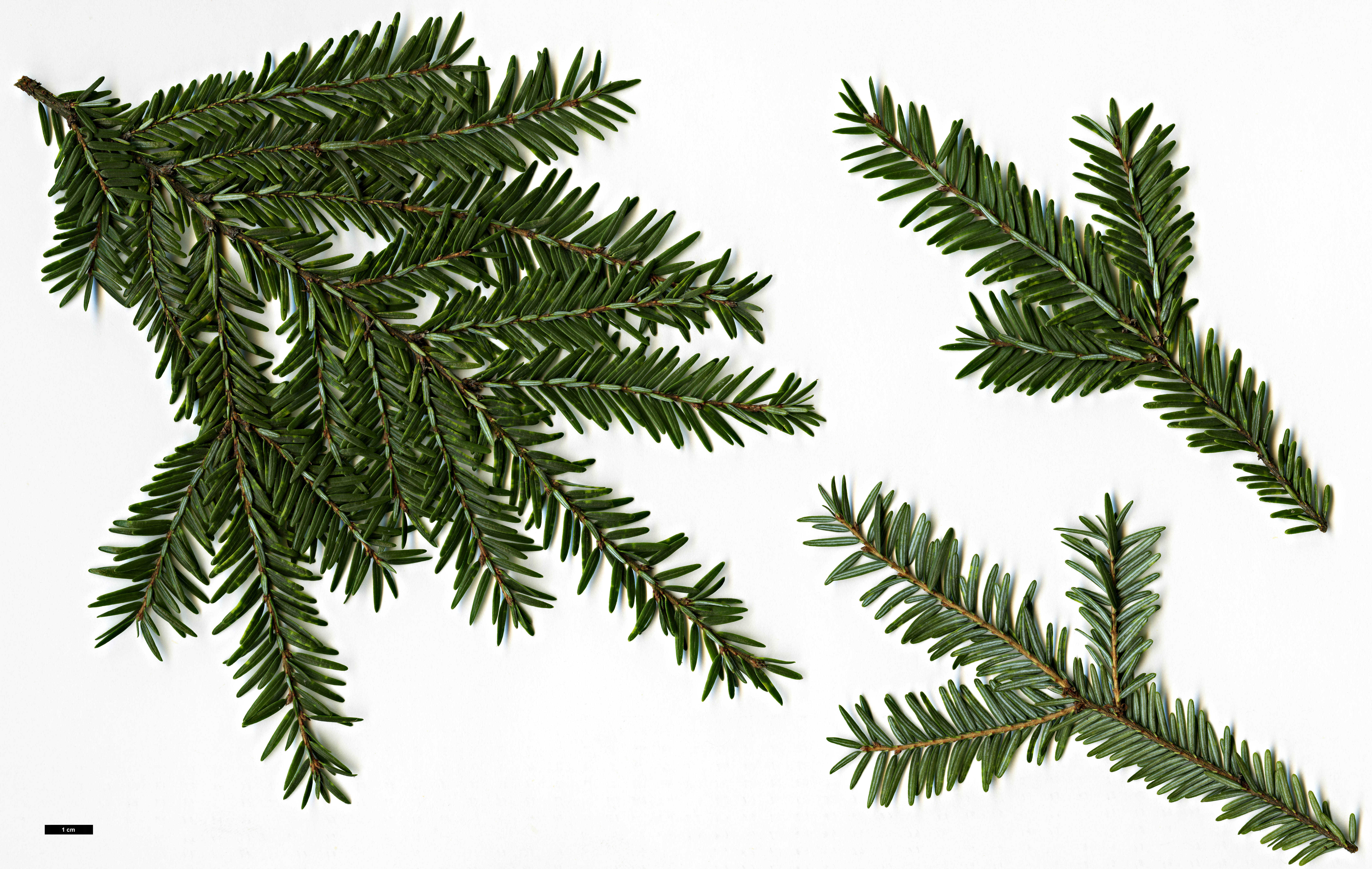 High resolution image: Family: Pinaceae - Genus: Tsuga - Taxon: canadensis