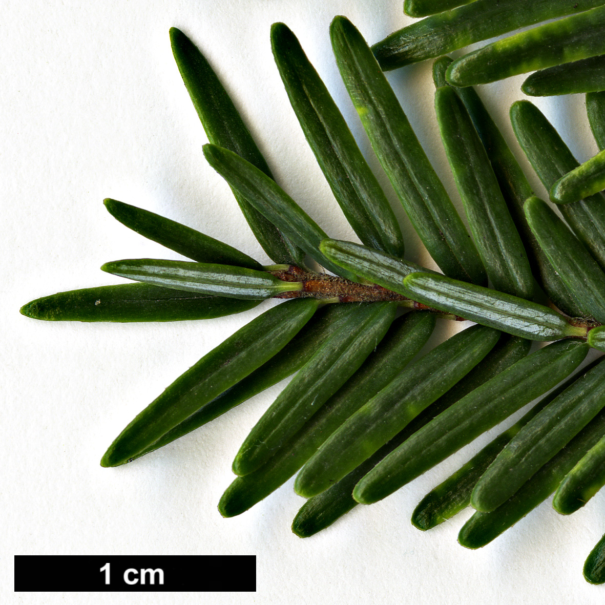 High resolution image: Family: Pinaceae - Genus: Tsuga - Taxon: canadensis